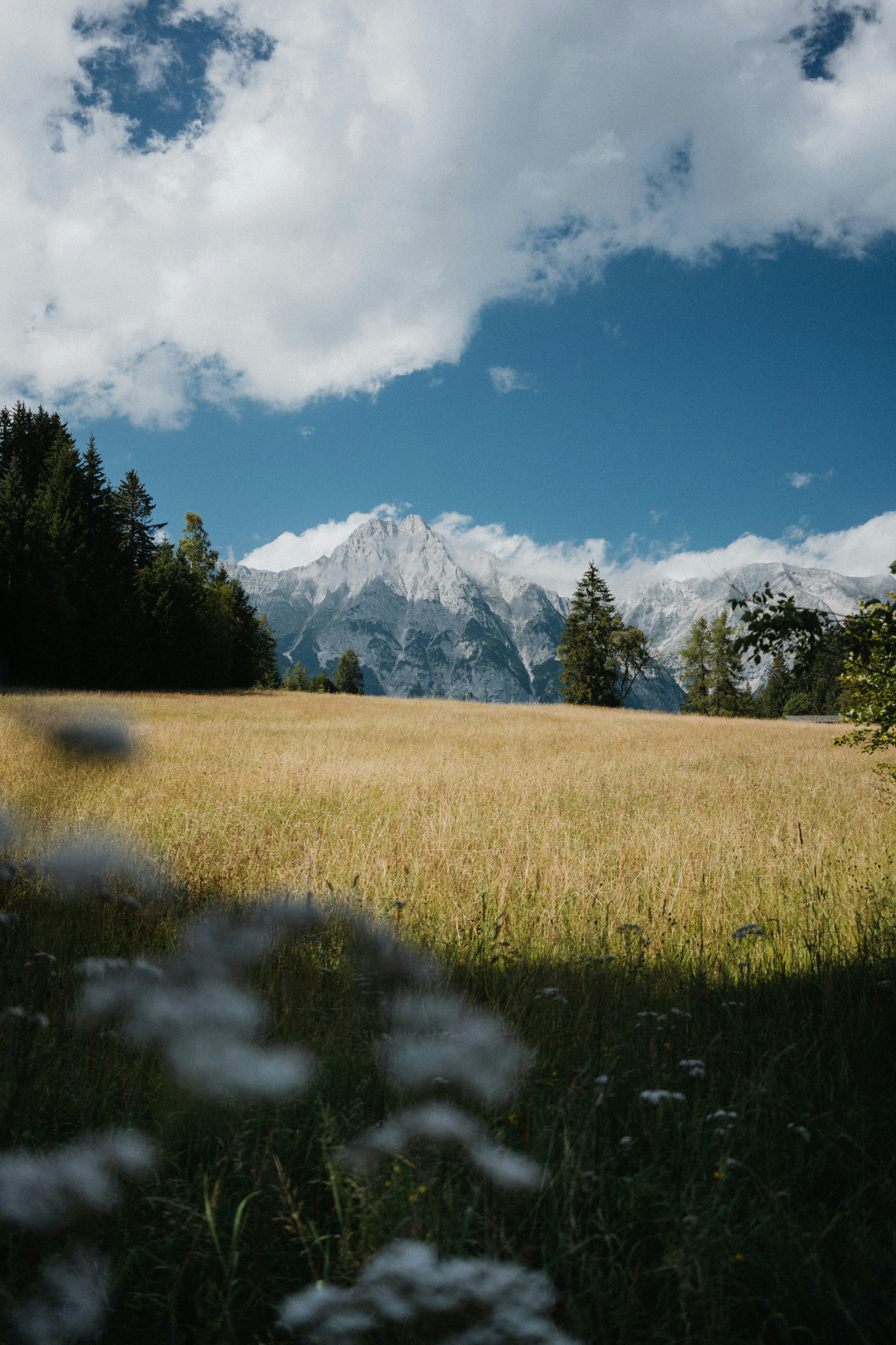 Une prairie dorée mène à des montagnes enneigées.
