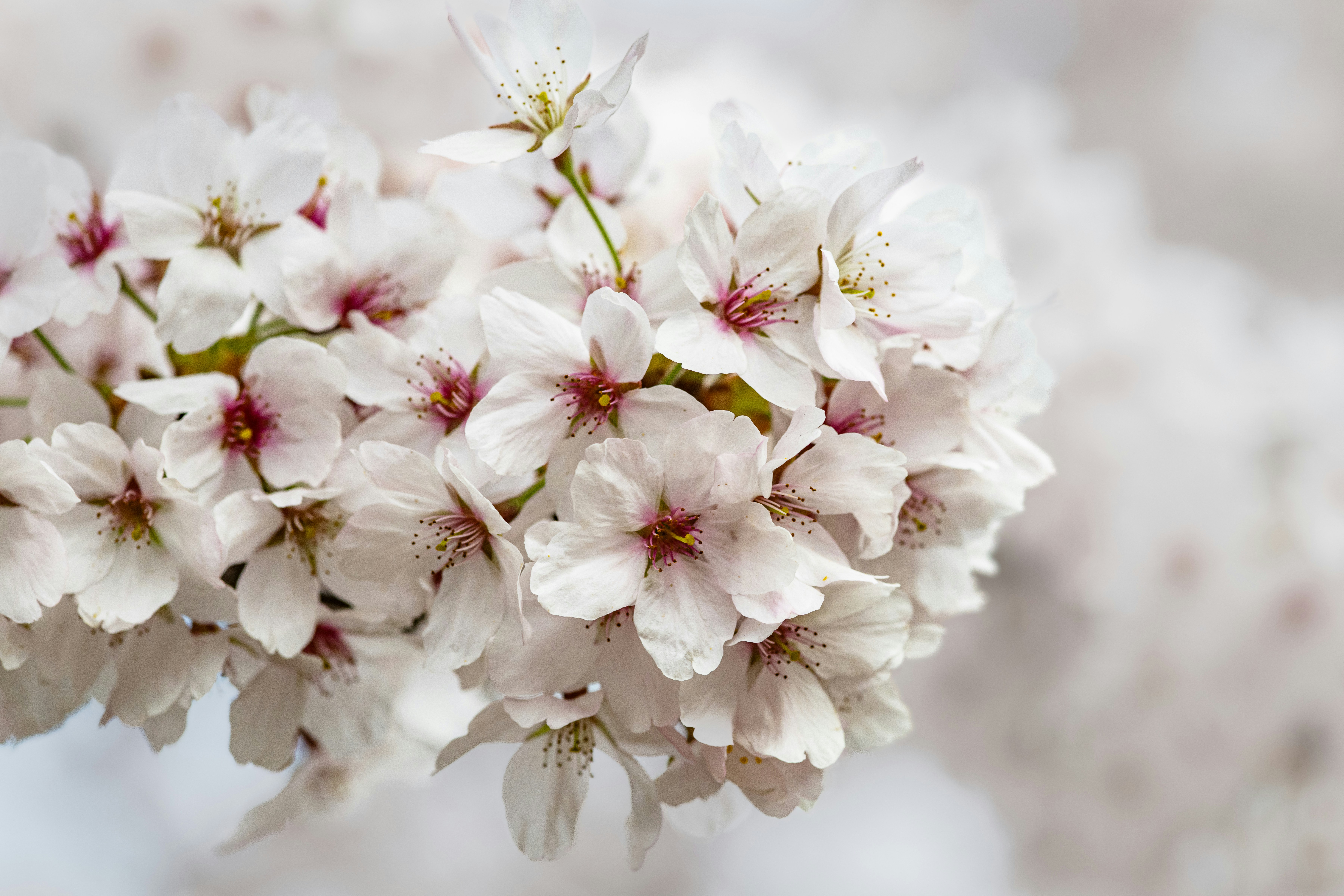 Photo by siegfriedpoepperl