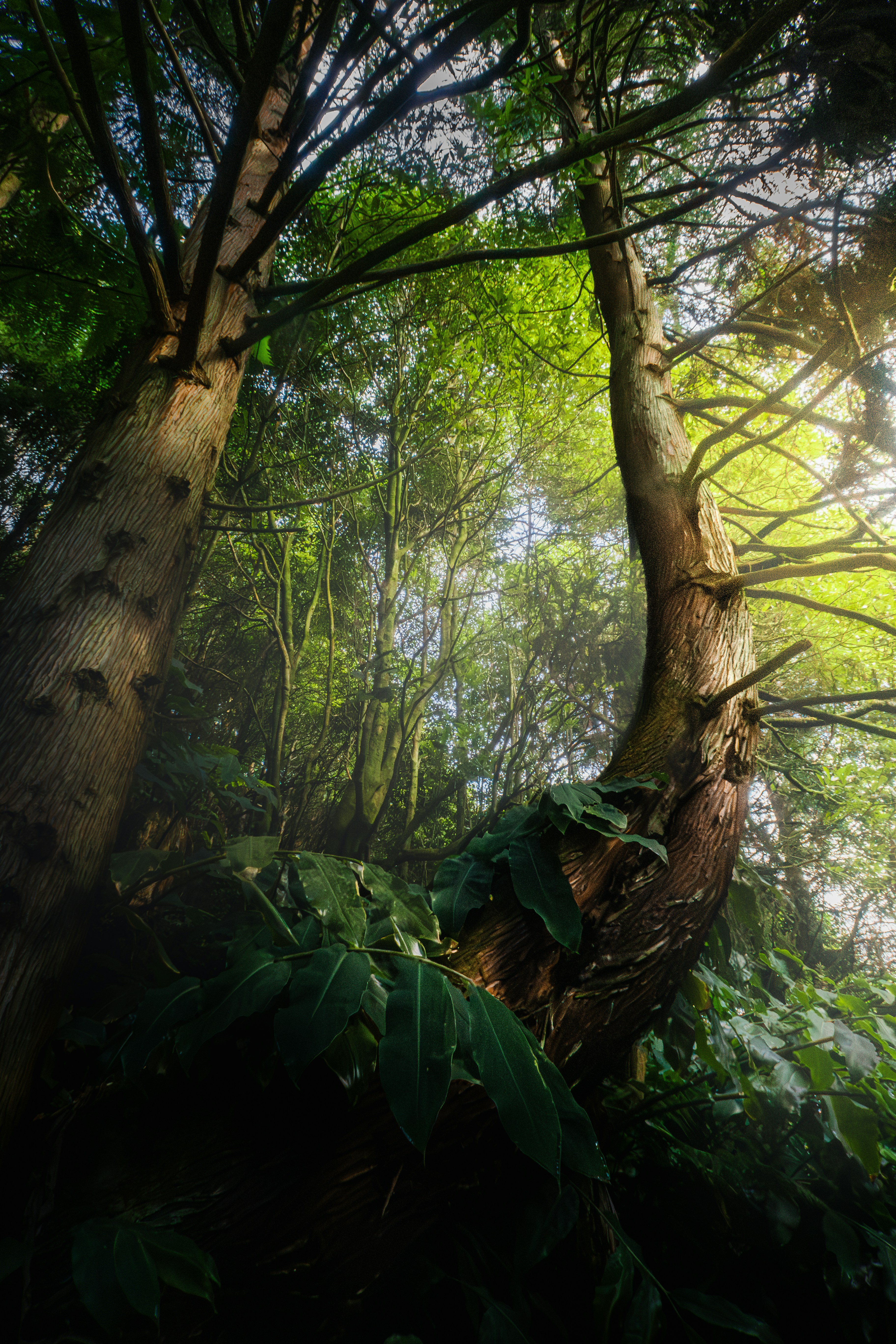 Sunlight filters through a lush, green forest.