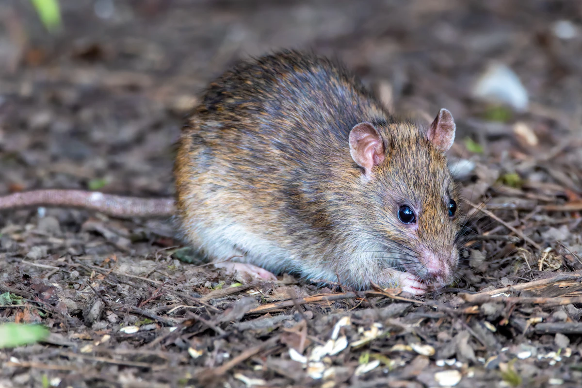 Topo o ratto bruno su un pavimento di terra, che illustra la diversità dei roditori responsabili delle invasioni estive