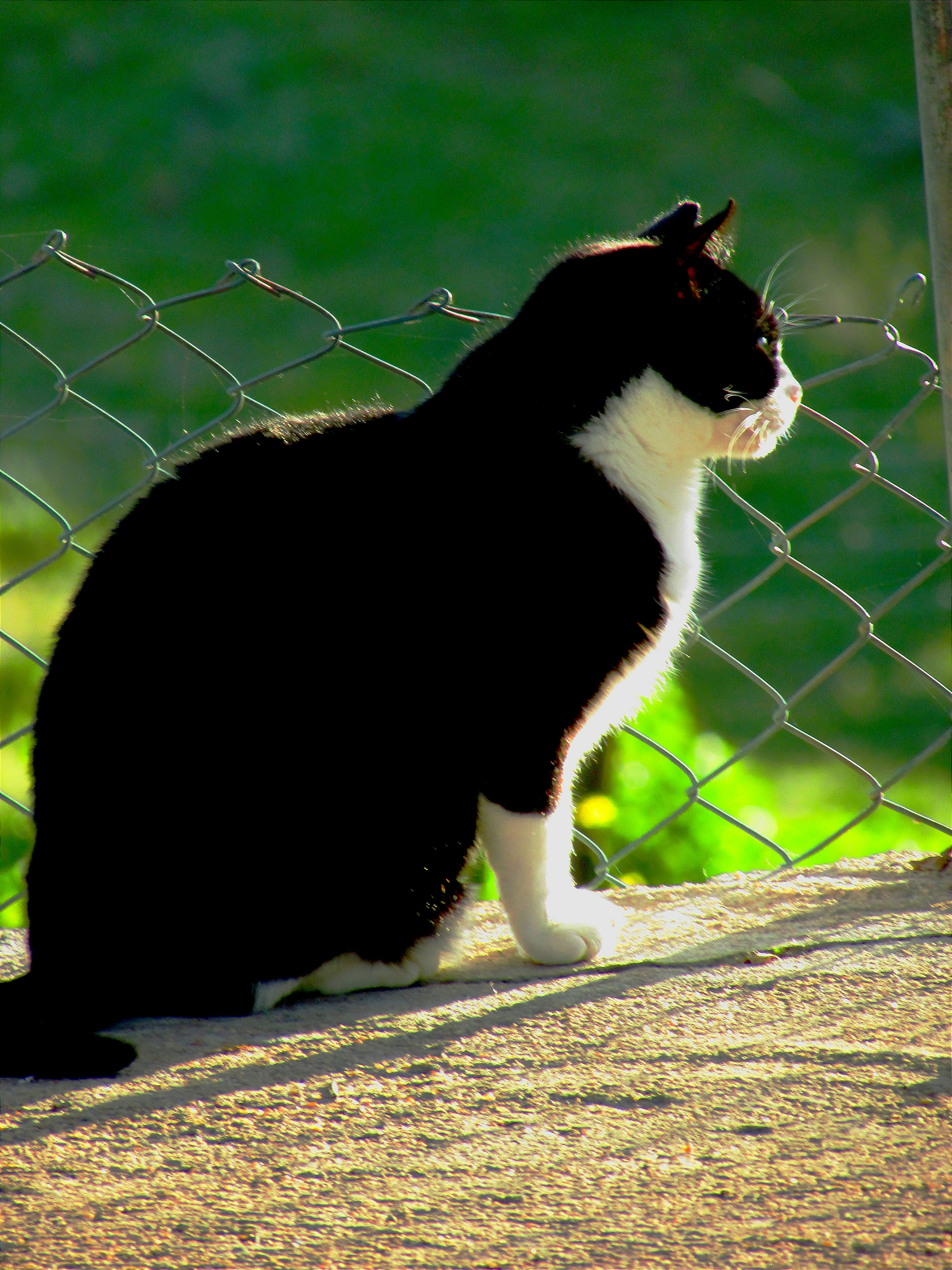 7 Cat Wall Bridges That Help Overweight Cats Exercise Safely
