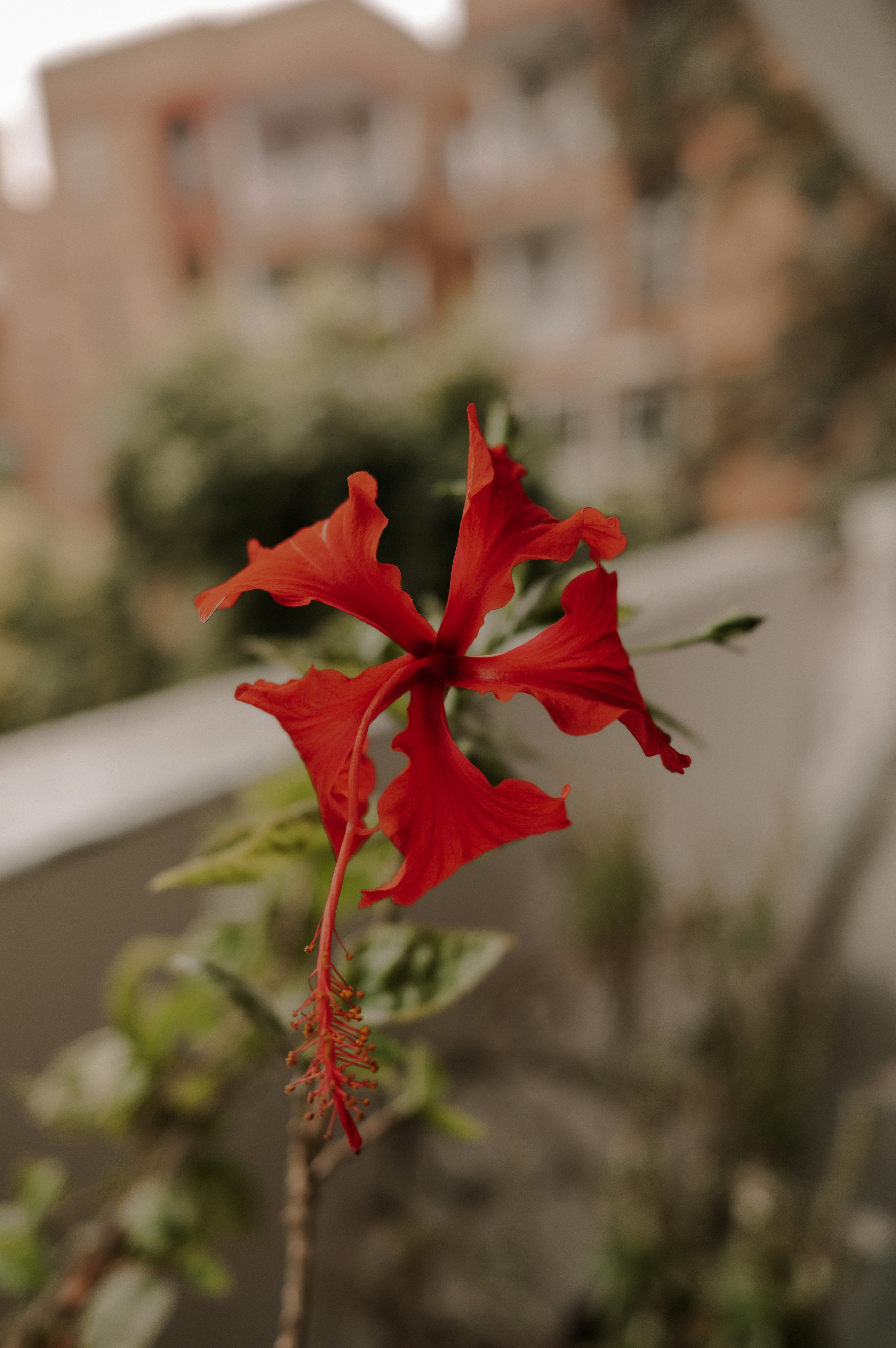 Une fleur d’hibiscus rouge vif est au centre de l’attention.