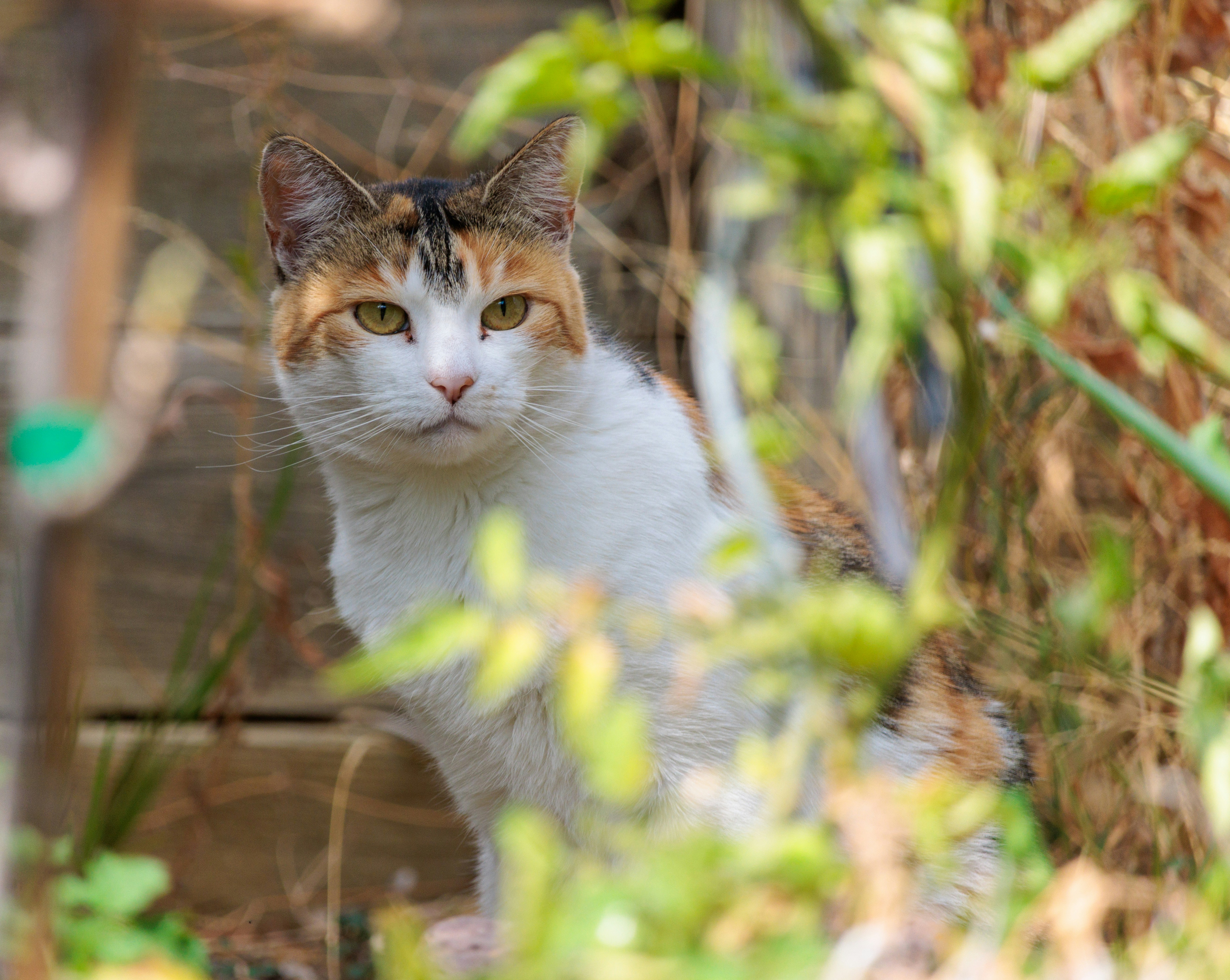 Um gato espia por trás de uma vegetação.