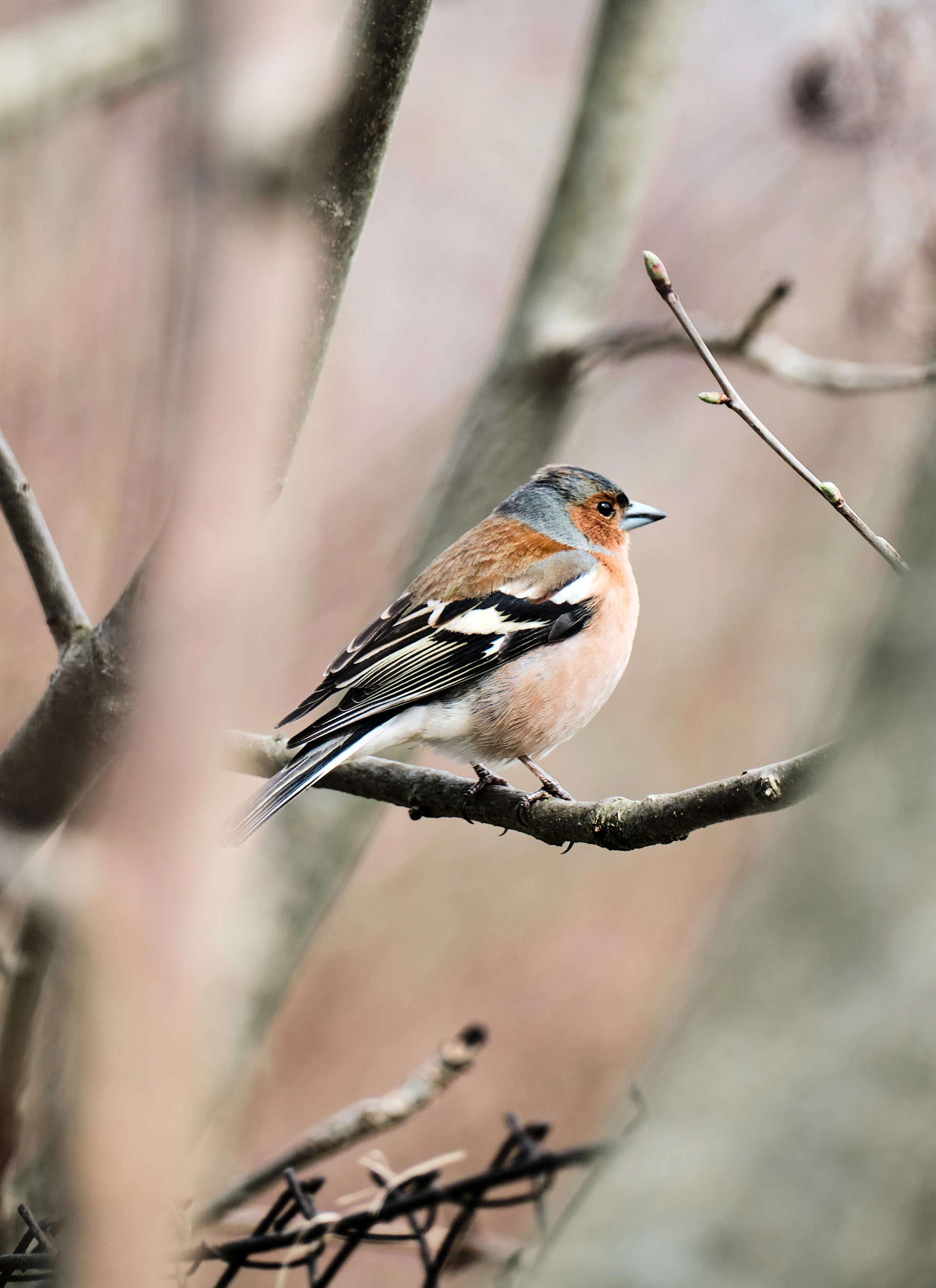 A colorful bird perches on a branch.