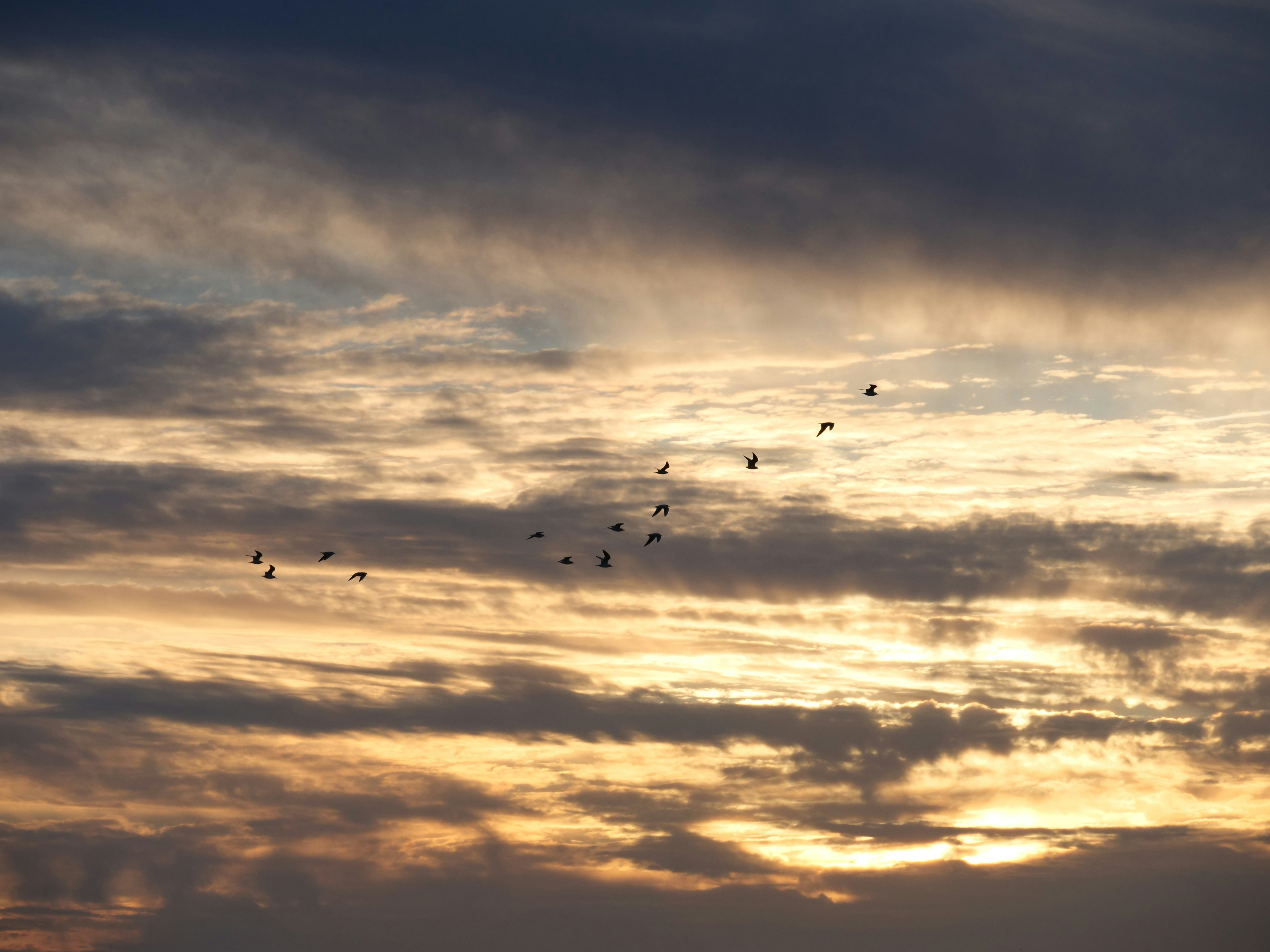 Photo by nimbus_vulpis