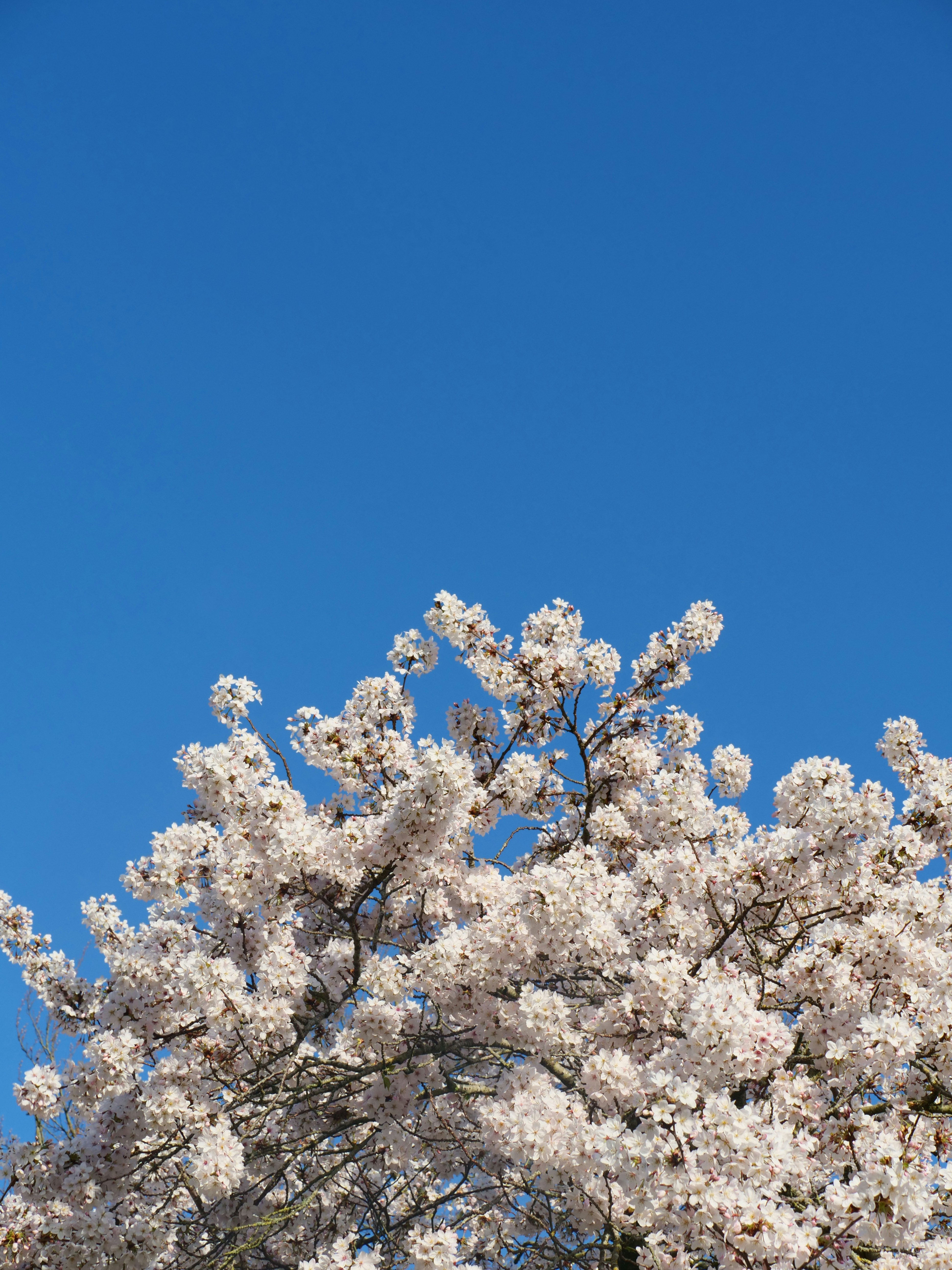 Photo by nimbus_vulpis