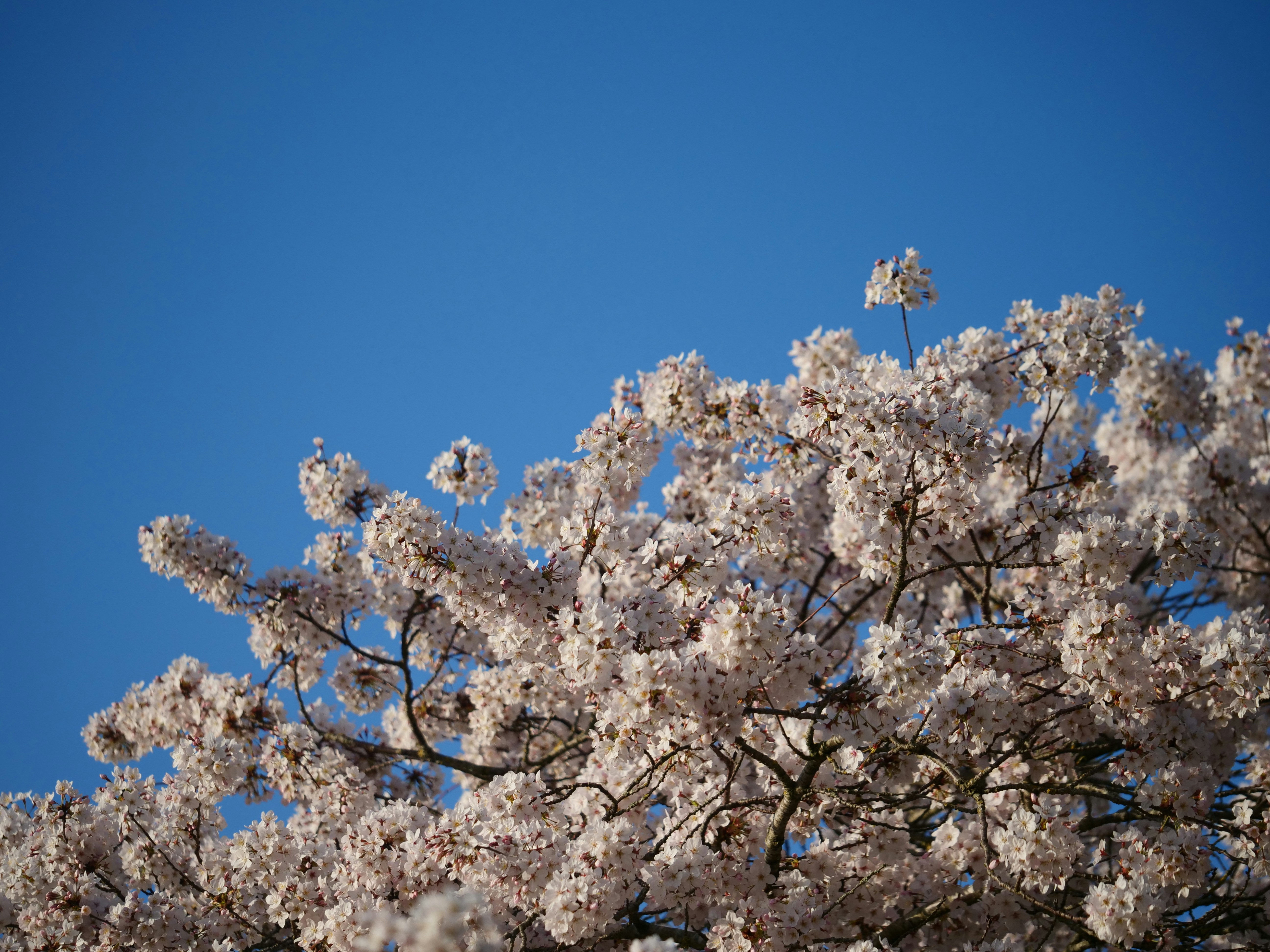 Photo by nimbus_vulpis