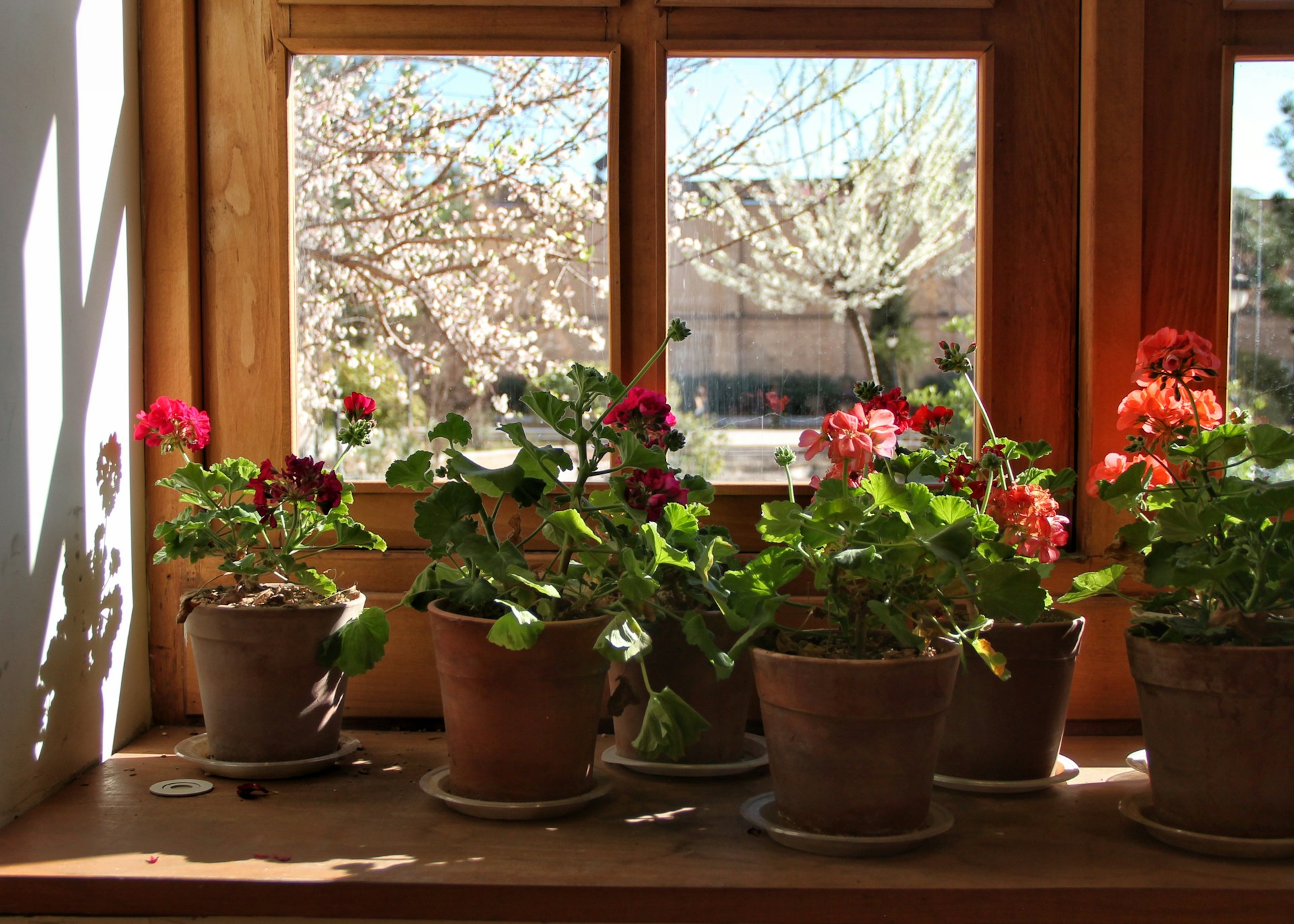 Plants in pots sit on a window sill.
