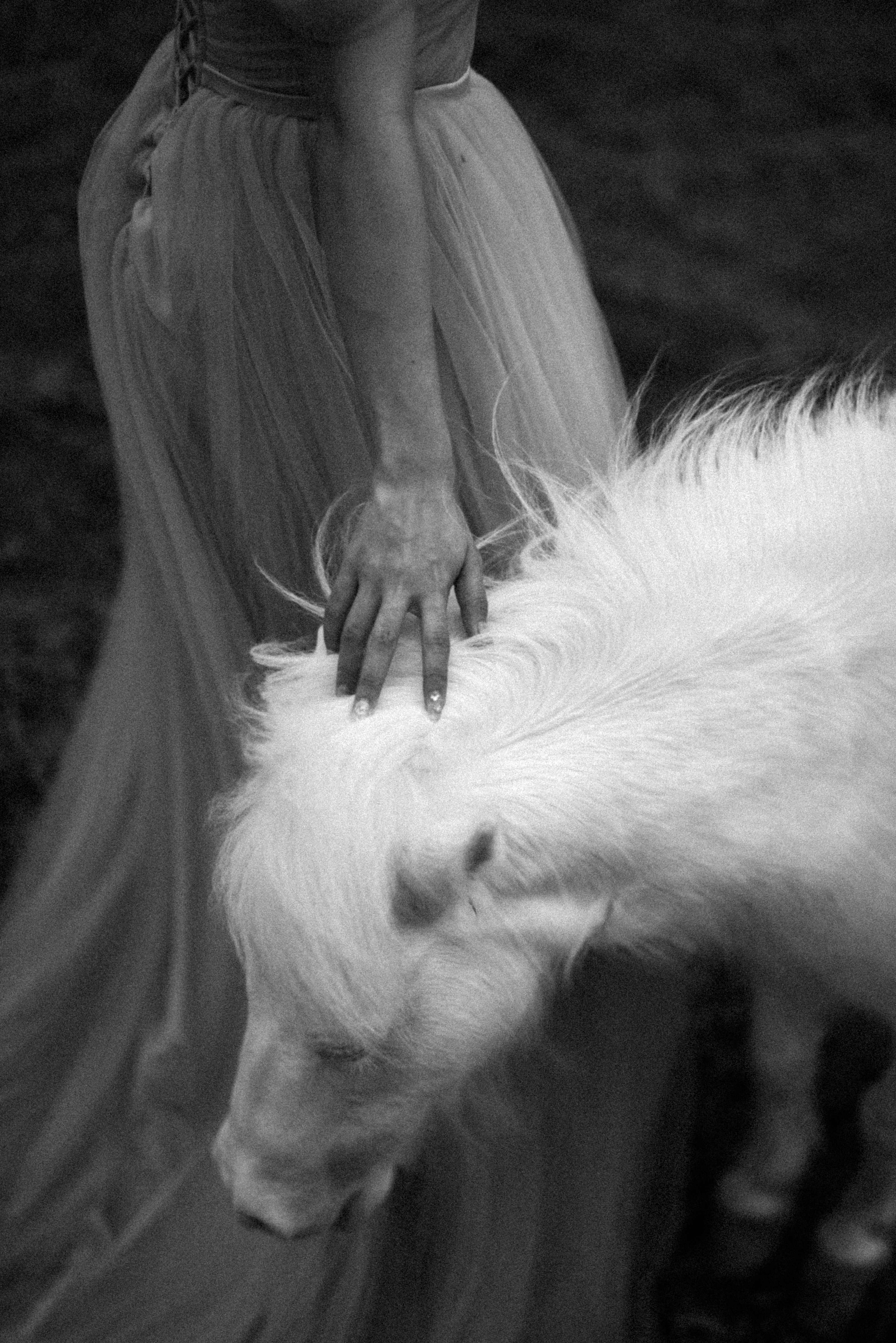 A woman caresses a small, white pony.
