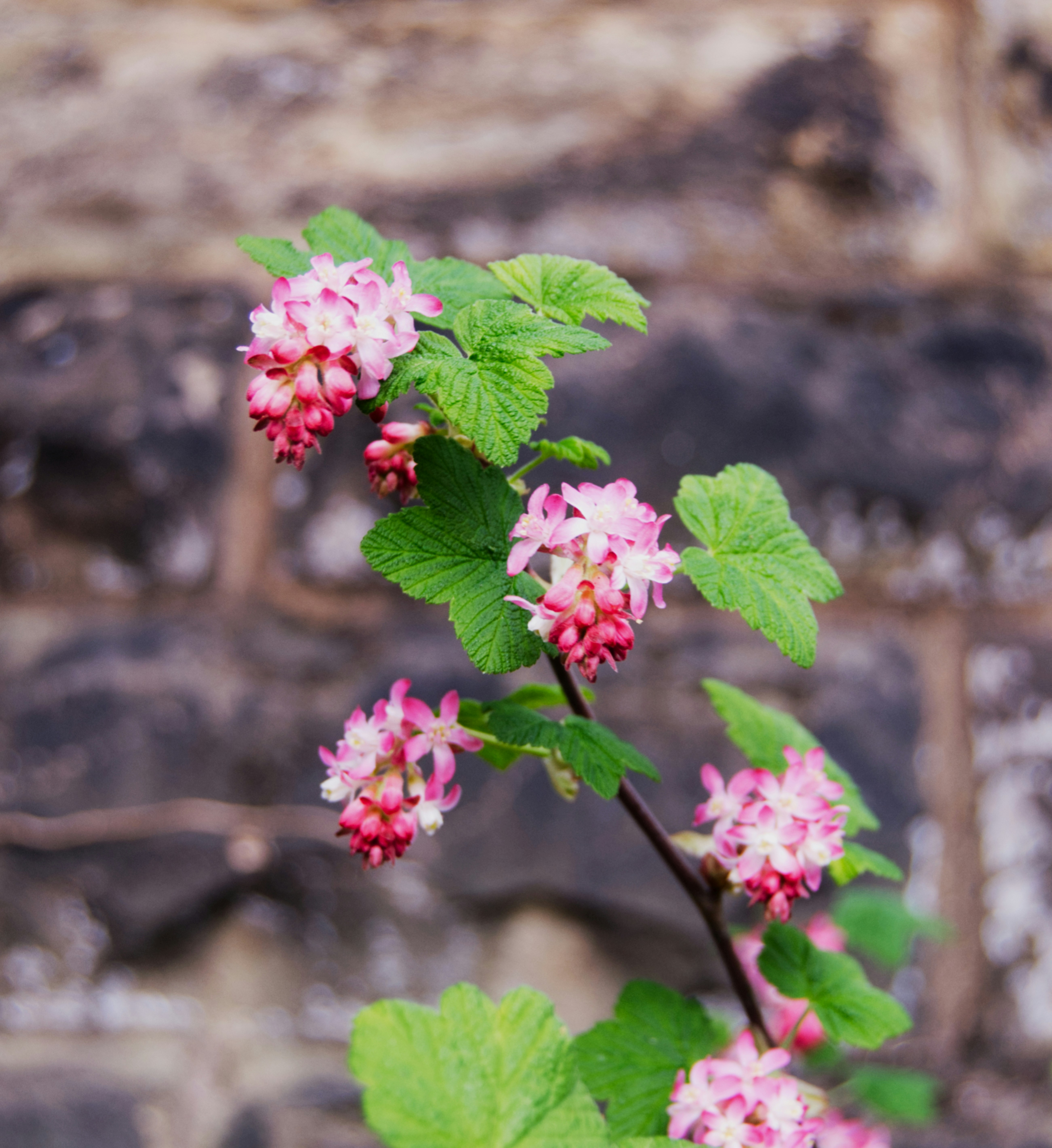 I fiori rosa sbocciano su una vite.