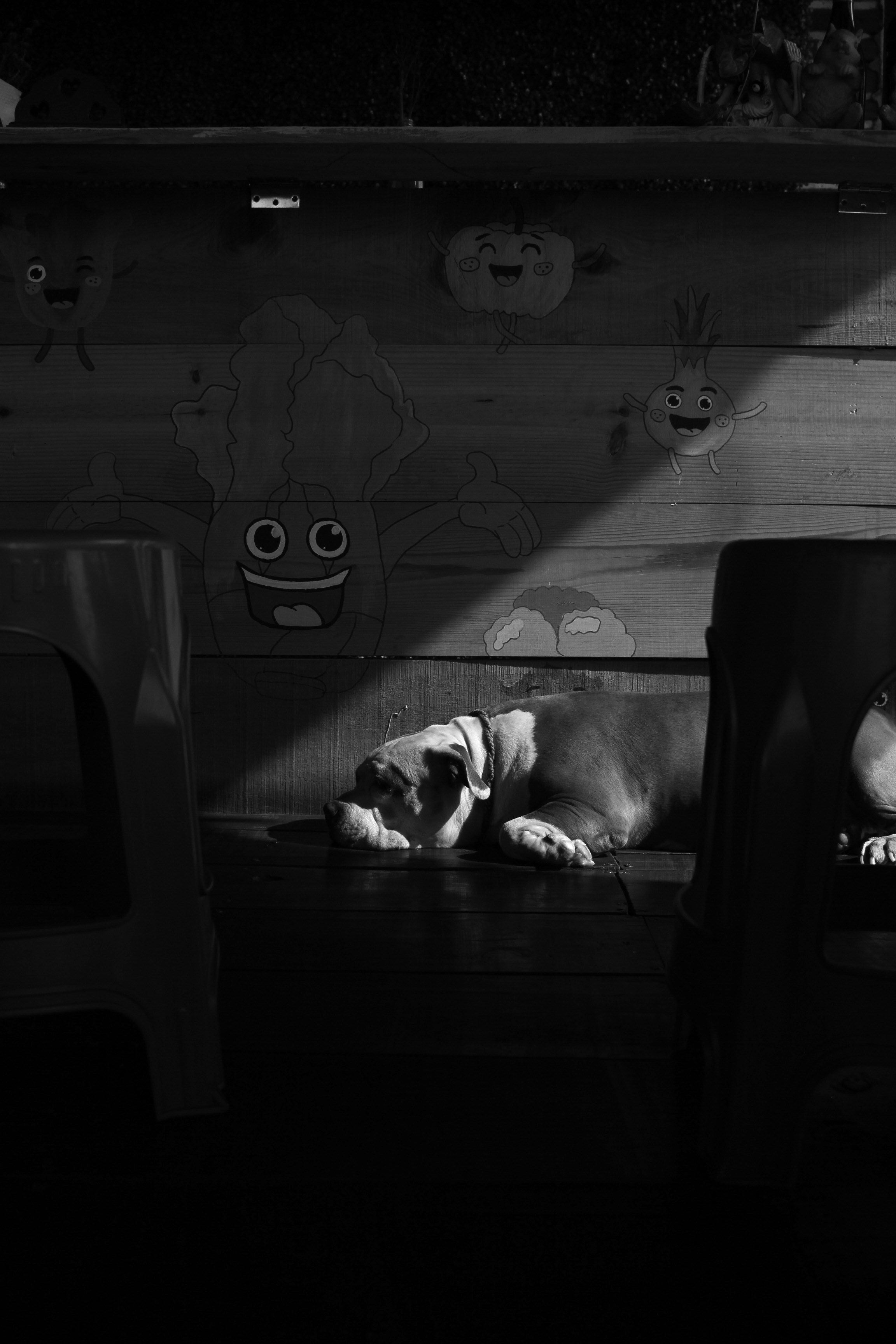 A dog sleeps in a beam of sunlight.