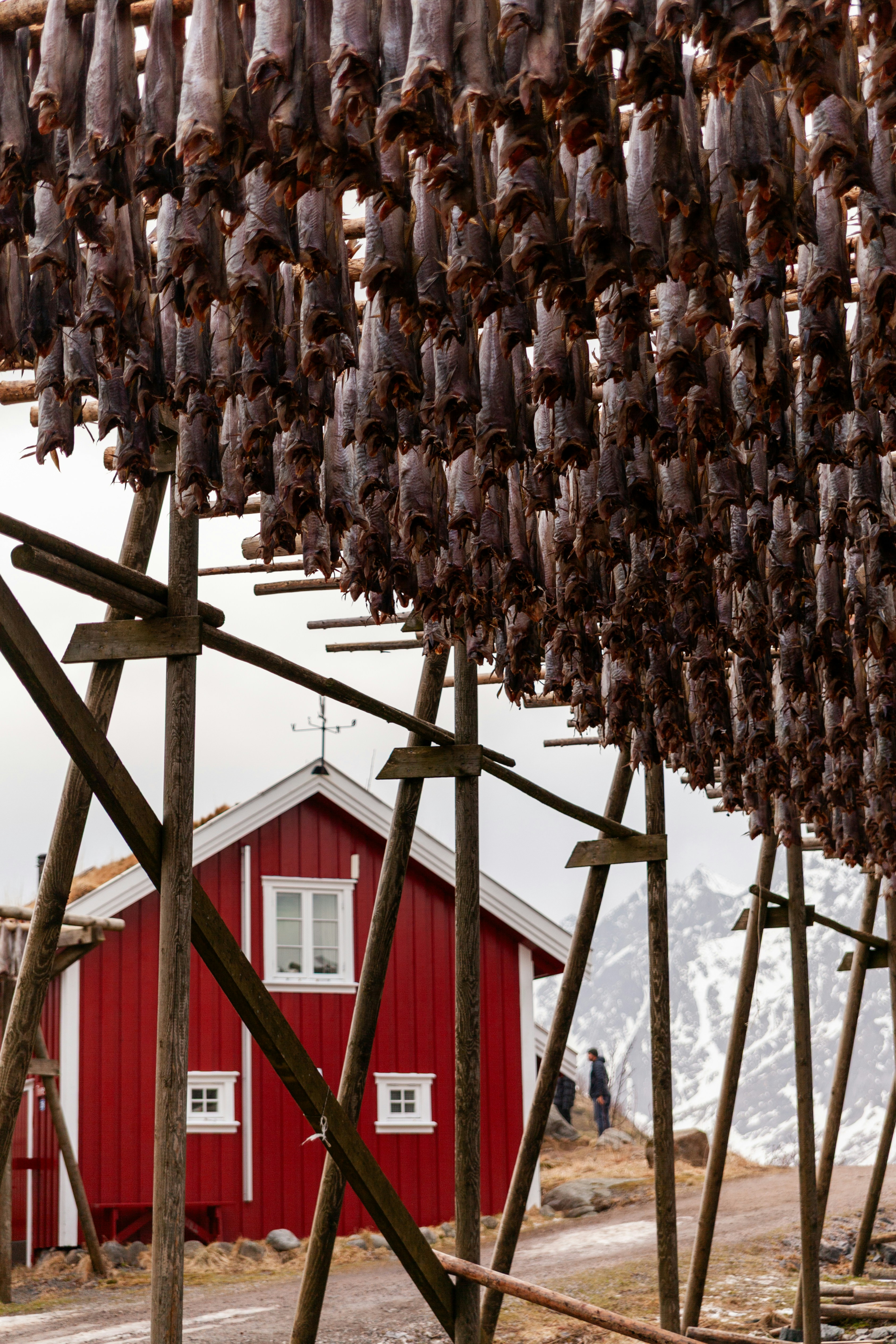 The Evolution of Icelandic Culinary Identity