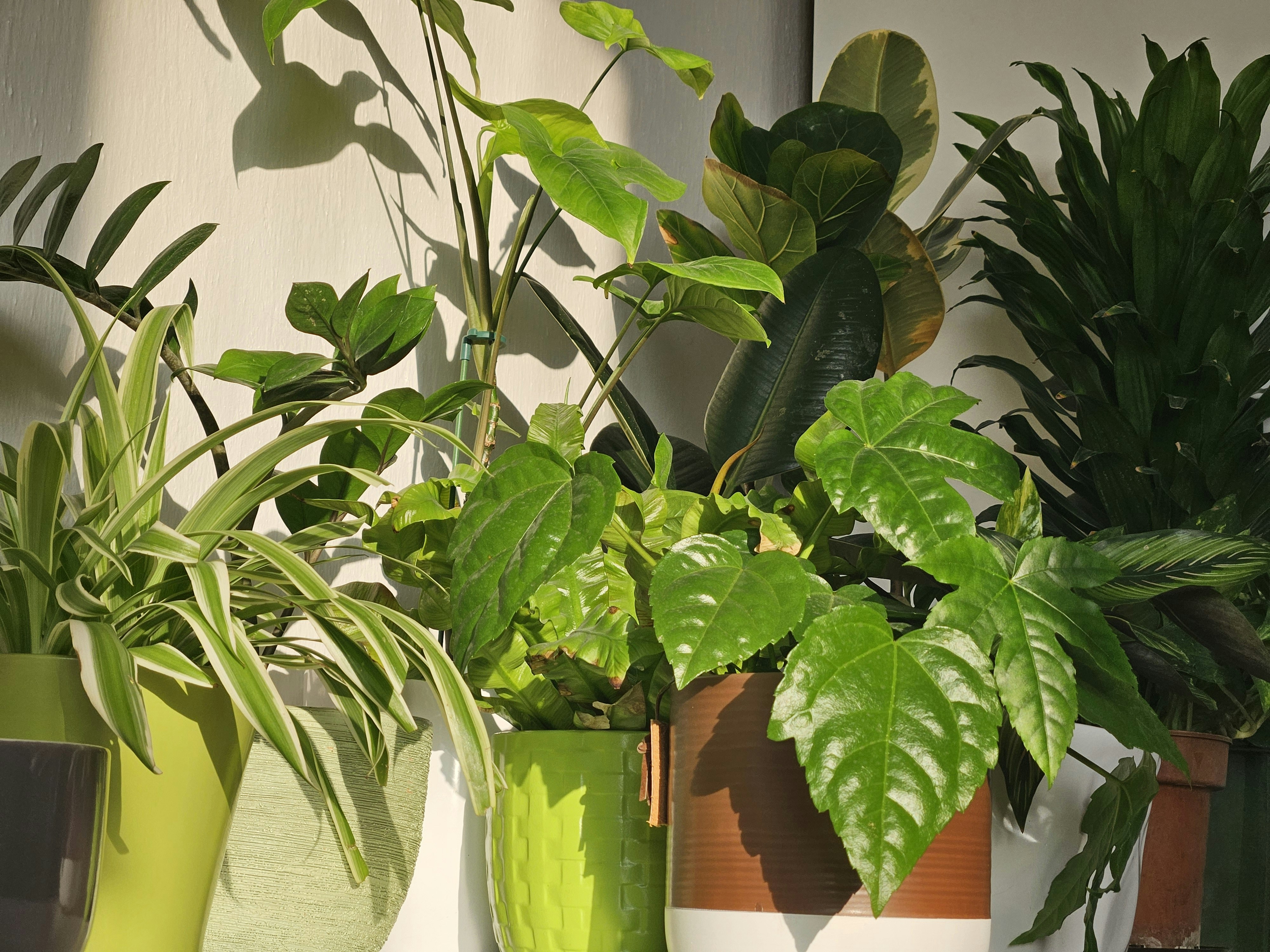 A collection of lush, green houseplants.
