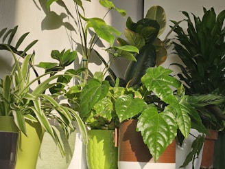 A collection of lush, green houseplants.