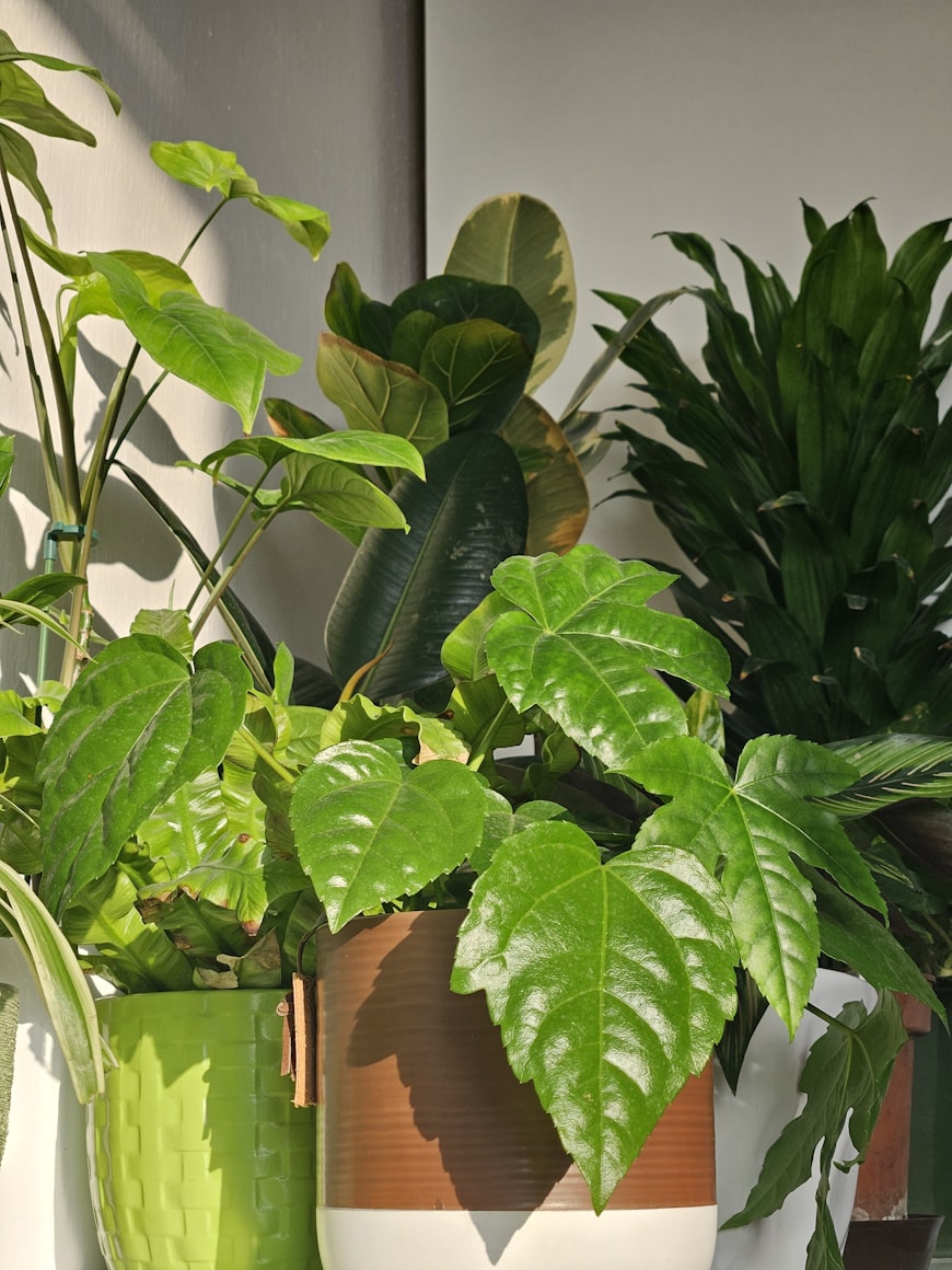 Plants grouped together on a
    balcony for protection against wind and heat