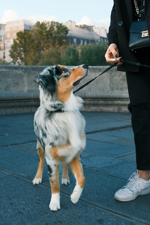 A beautiful dog is walking on a leash.