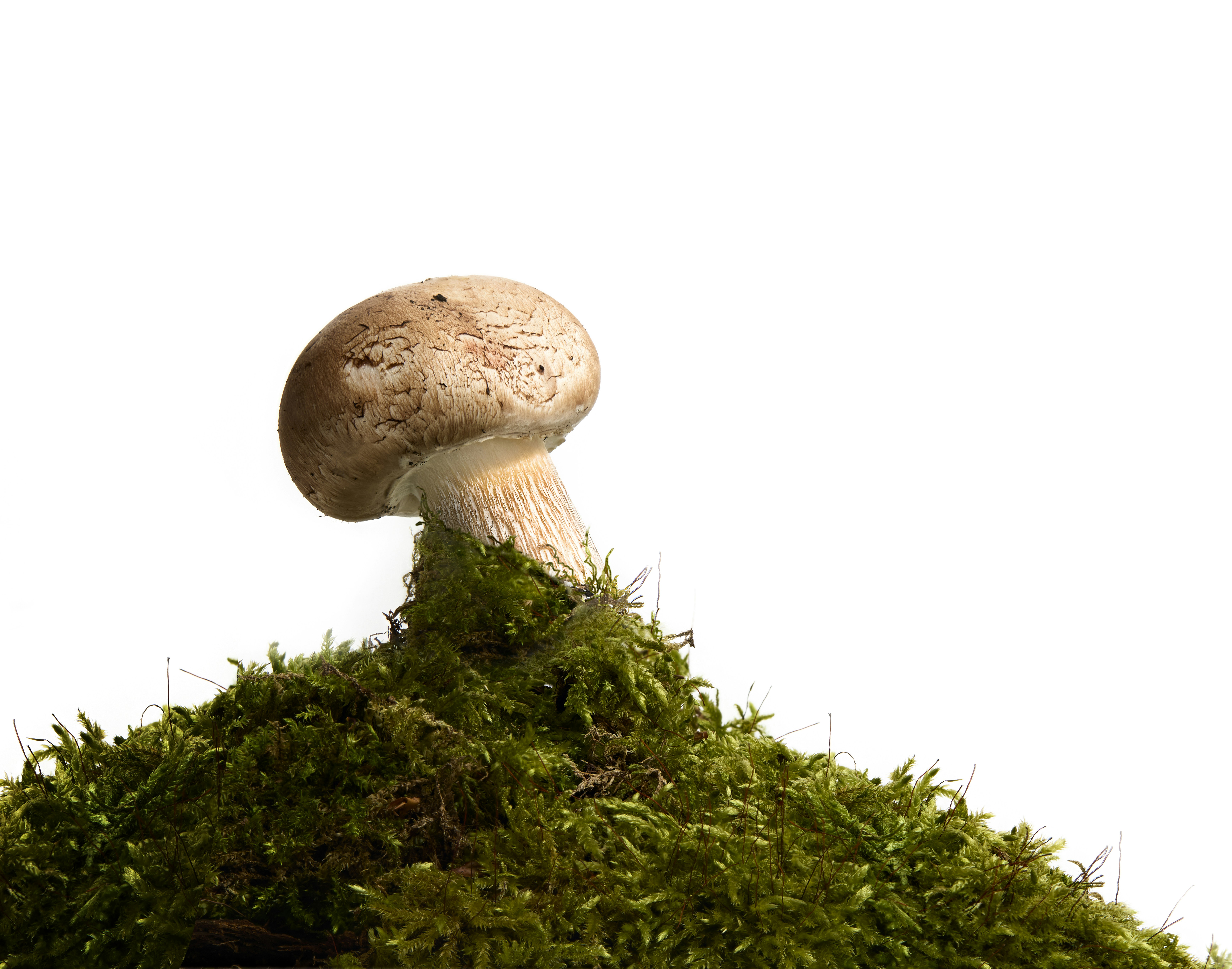 Why I Stopped Giving Everyone the Same Mushroom Dose