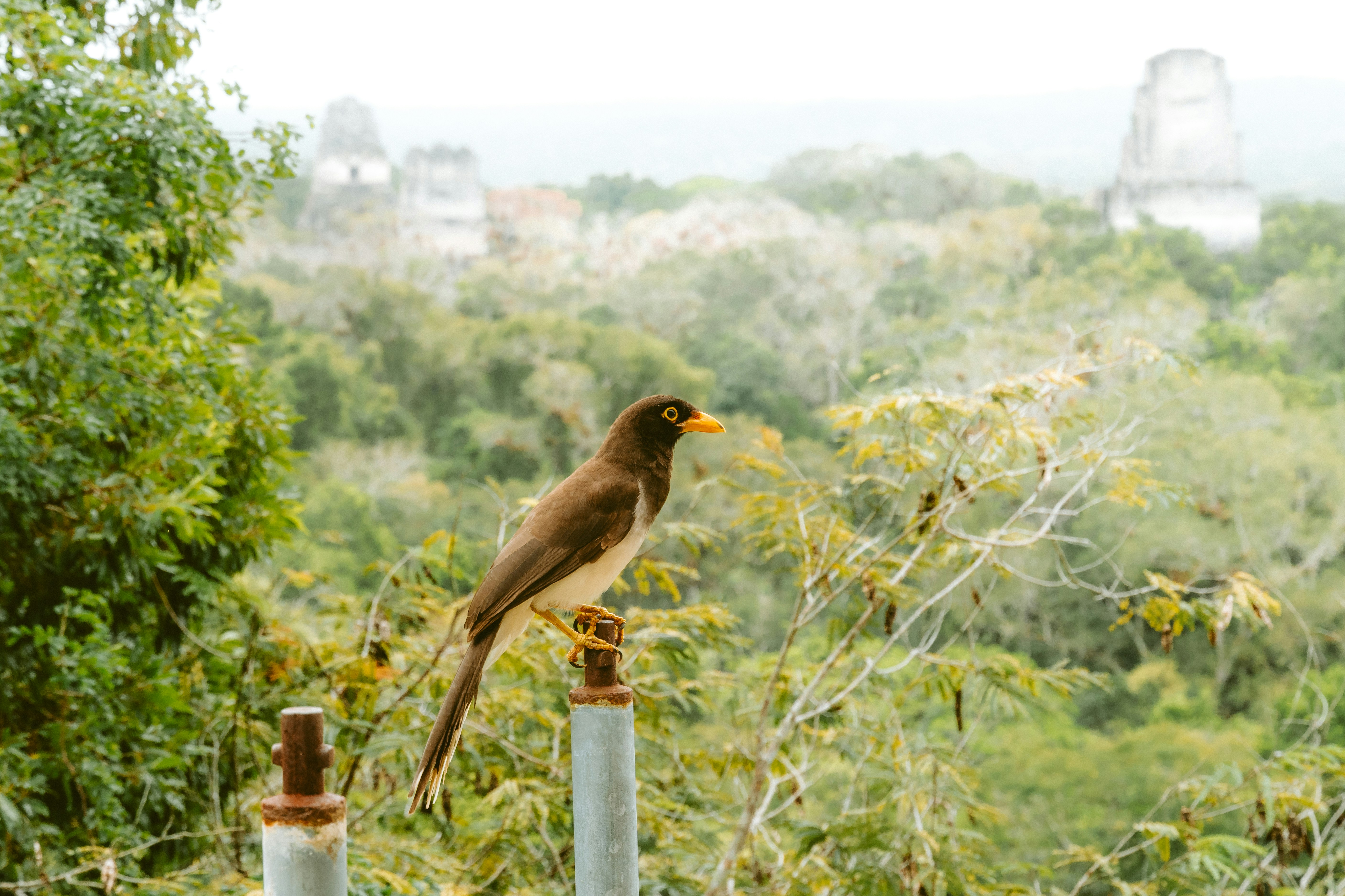 7 Hidden Mexico Towns Perfect for Birdwatching