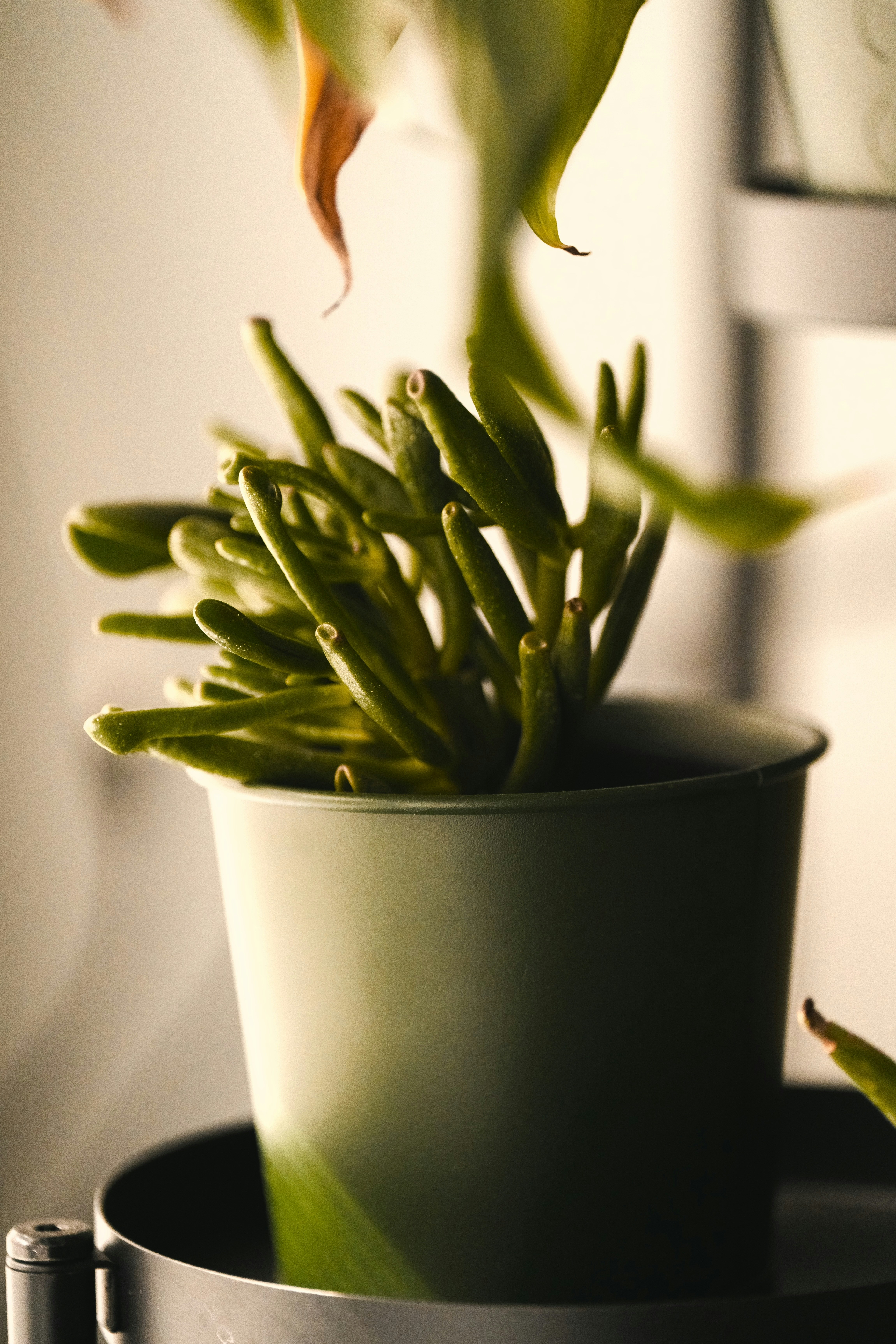 modern indoor plants, wallpaper, Affordable Modern Indoor Plants for Dining Room 4