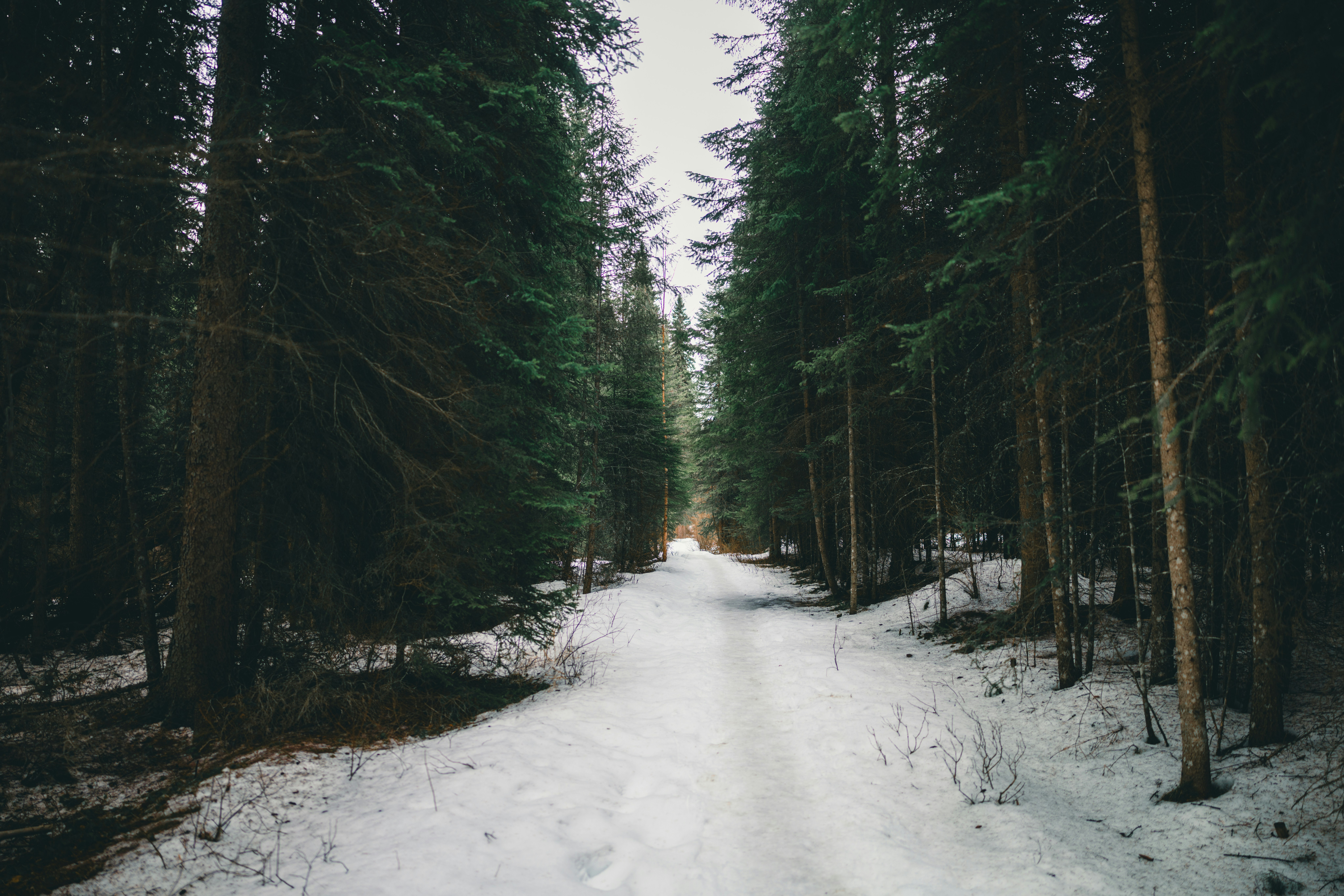 Snowy path through a dark forest. photo – Free Forest Image on Unsplash, image size:3000x2001