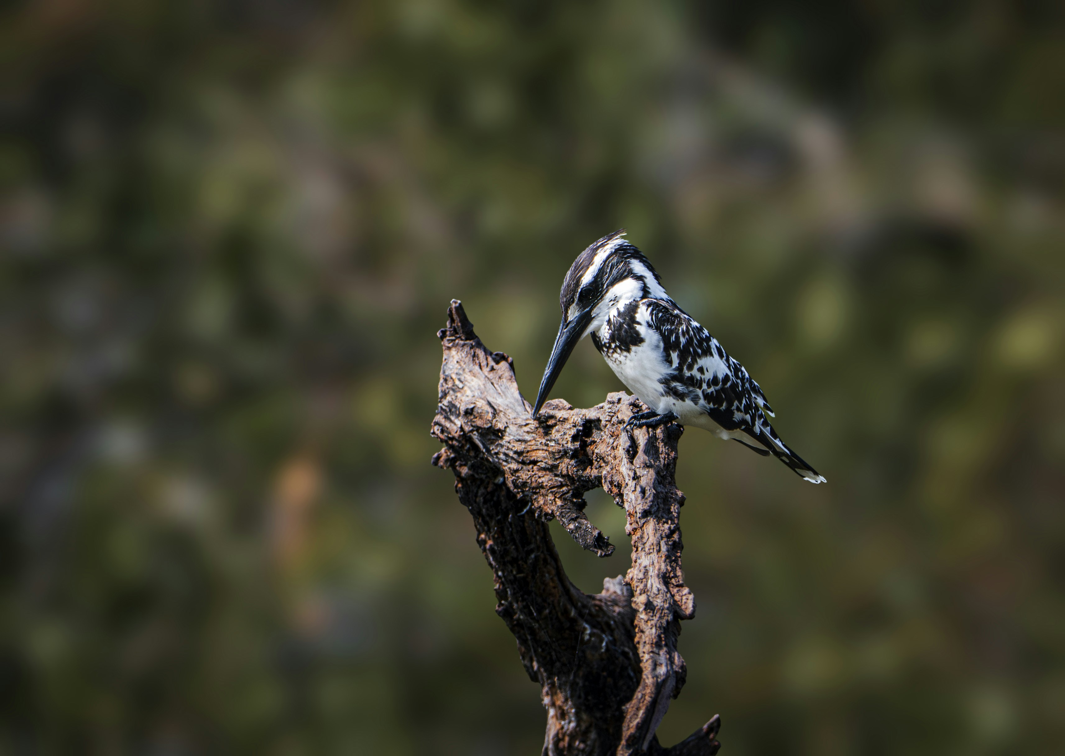 Photo by anubhavsonker