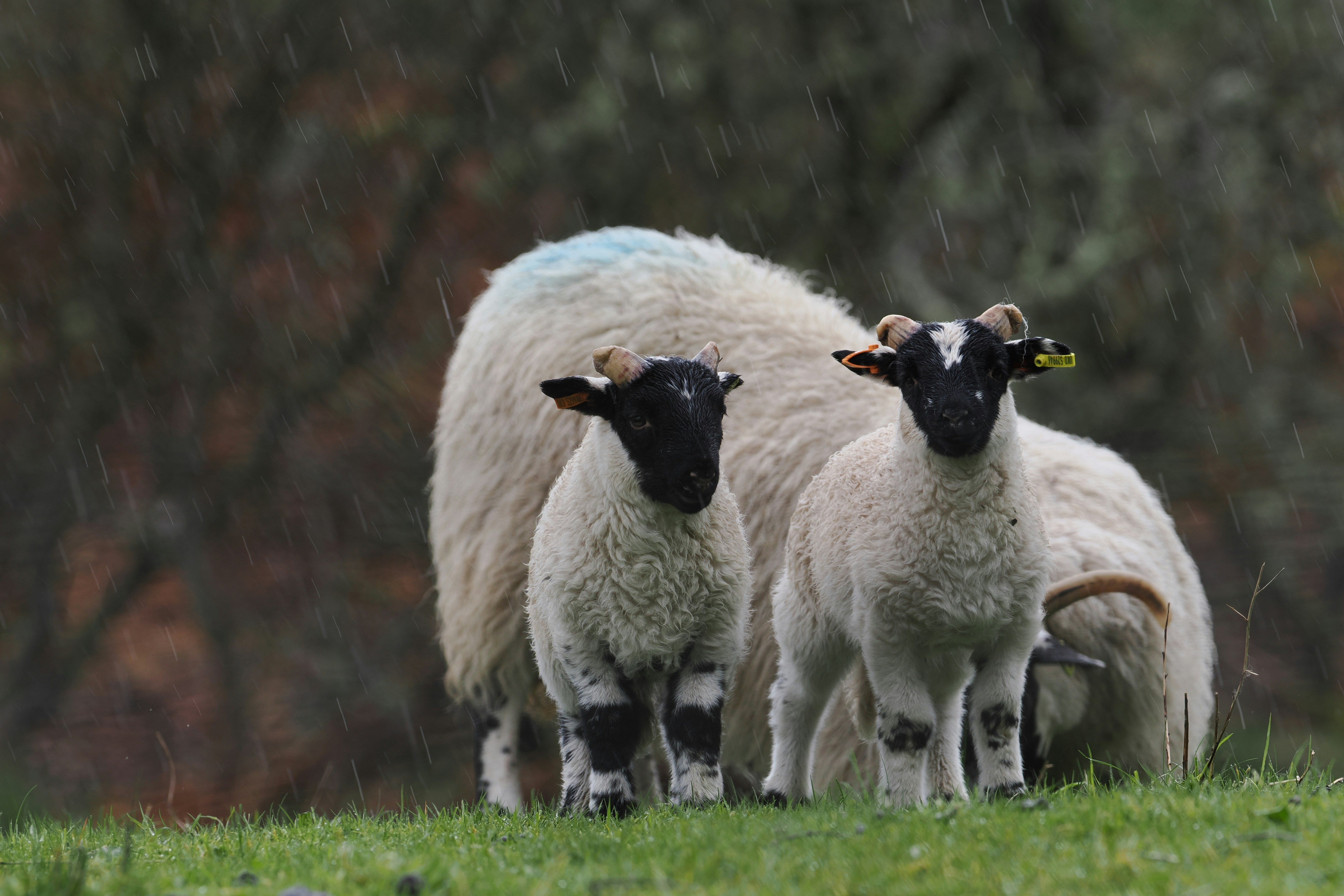 Photo by fotografie_thomas_nolte