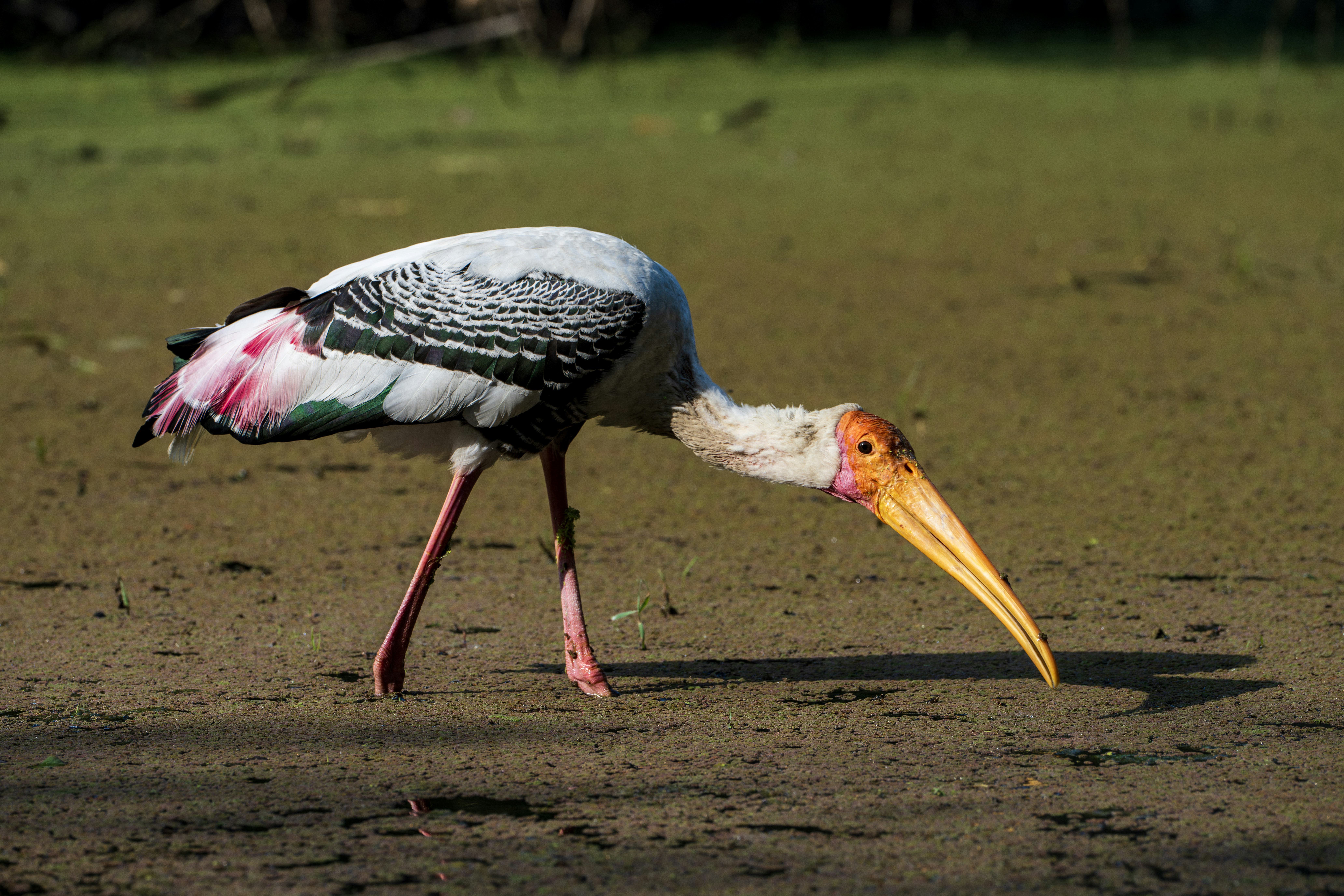 Photo by anubhavsonker