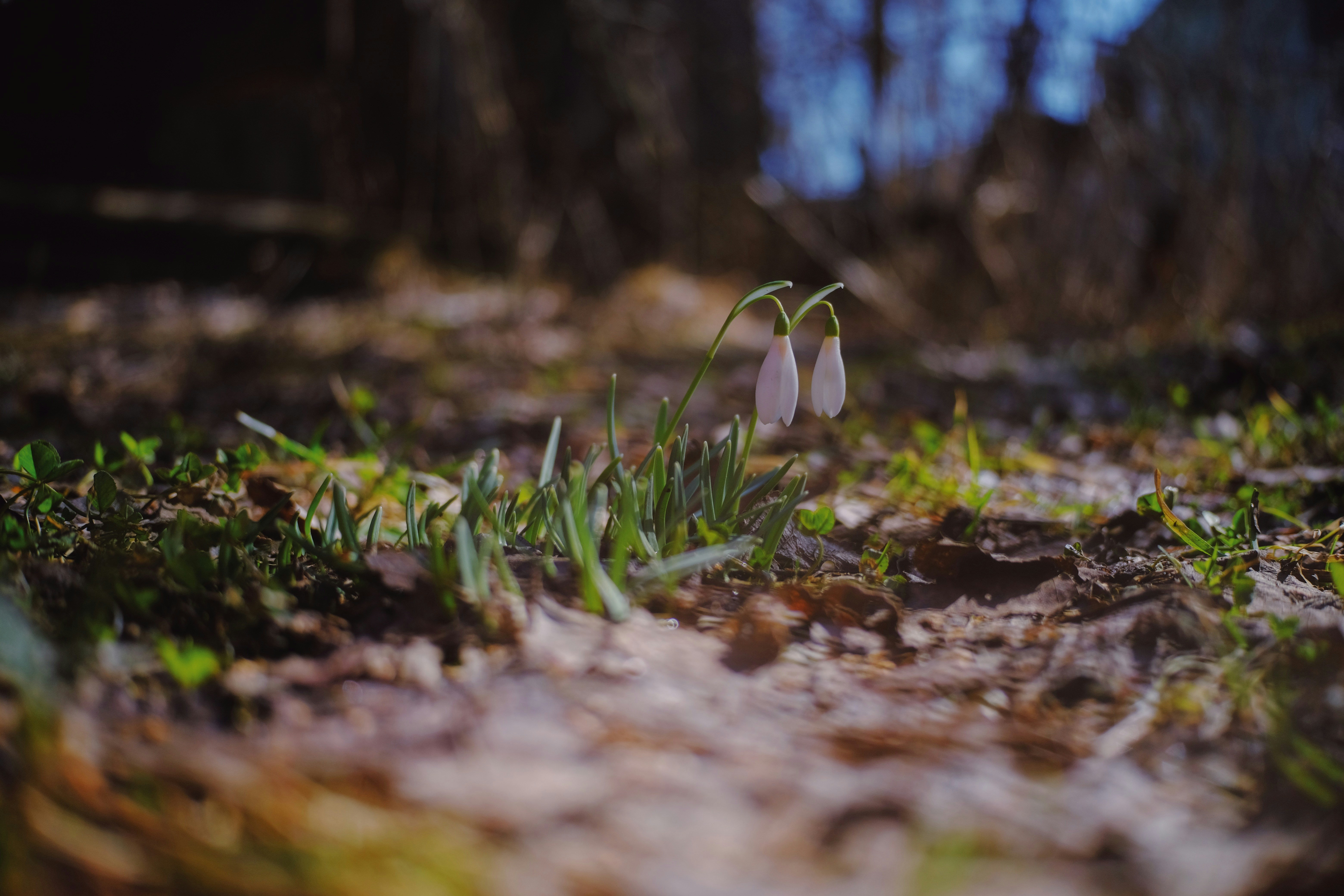 Photo by sesambrotchen