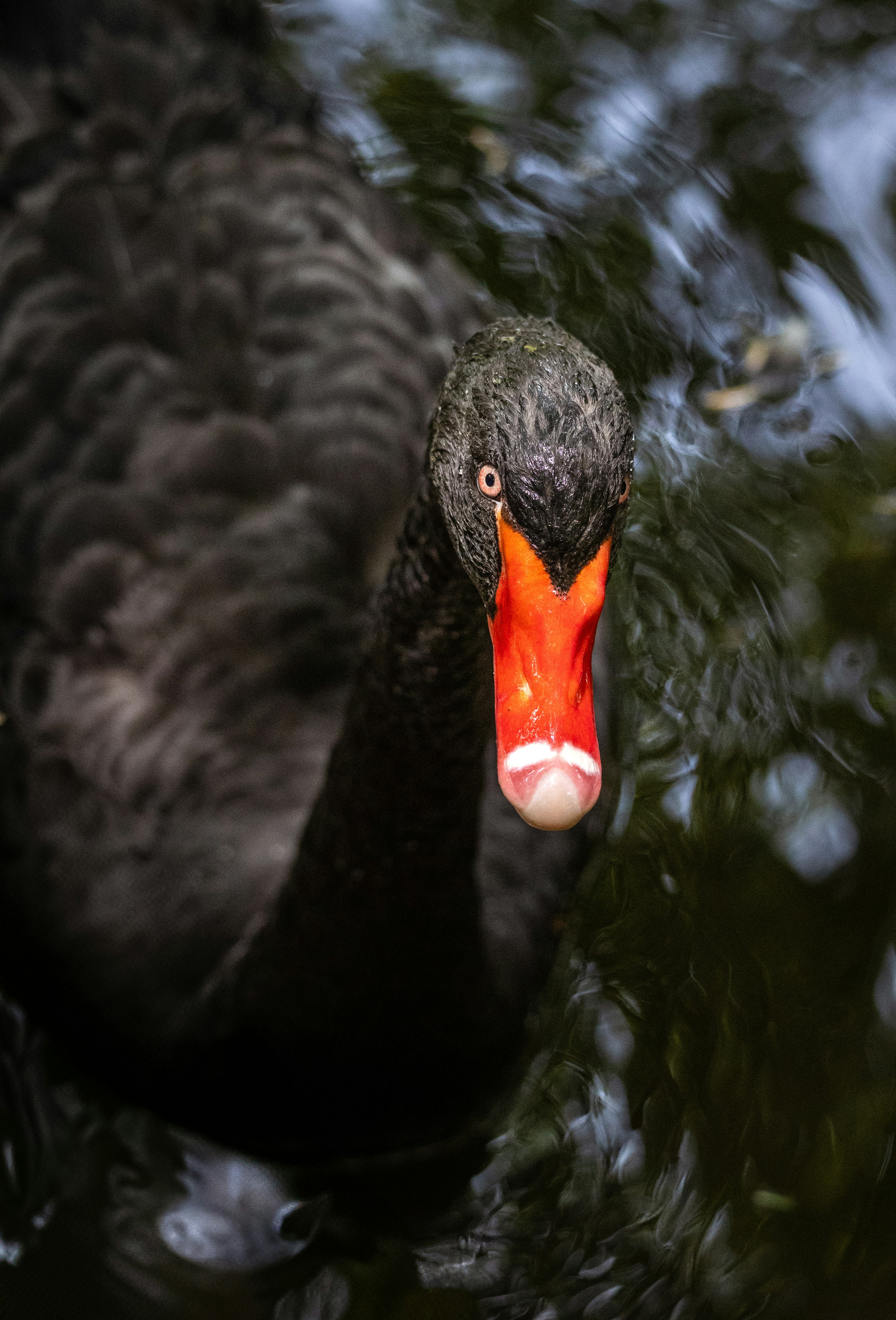 Photo by marekpiwnicki