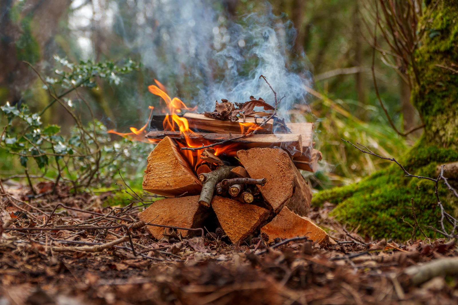 Bushcraft in Franche-Comté (Decathlon Travel)