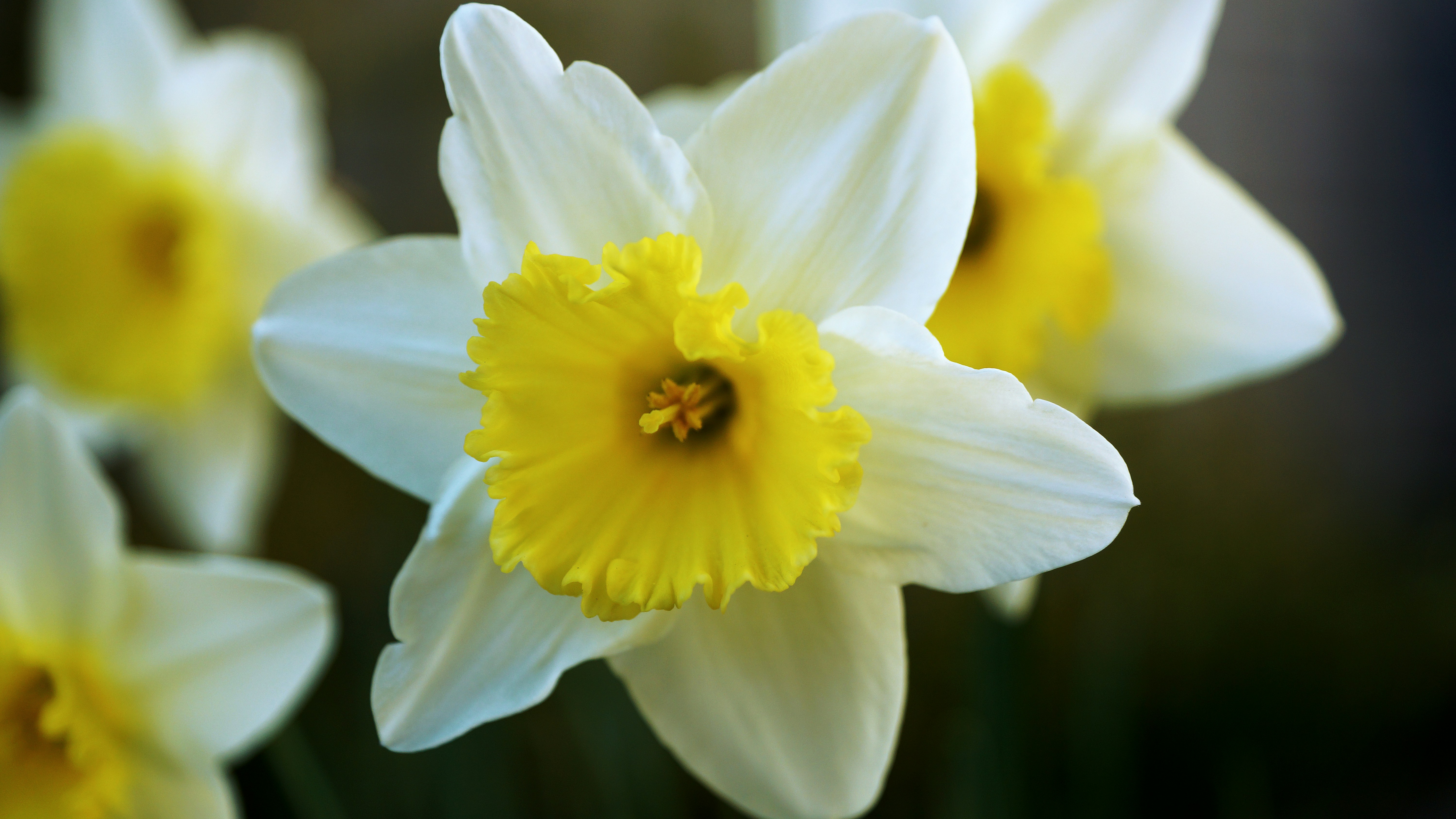 Photo by silasmagschnitzel