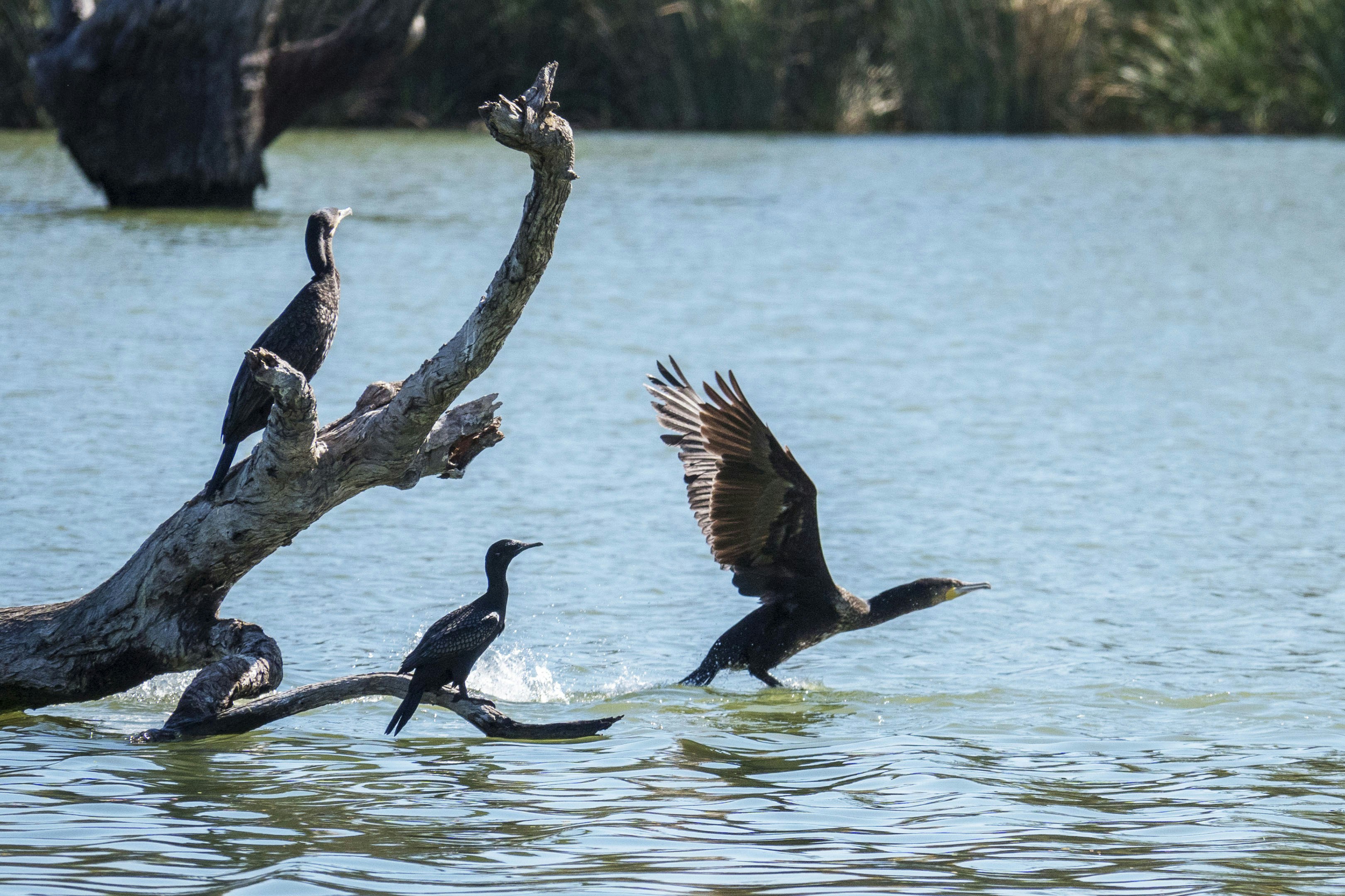 새들이 나뭇가지에서 물 속으로 날아갑니다.