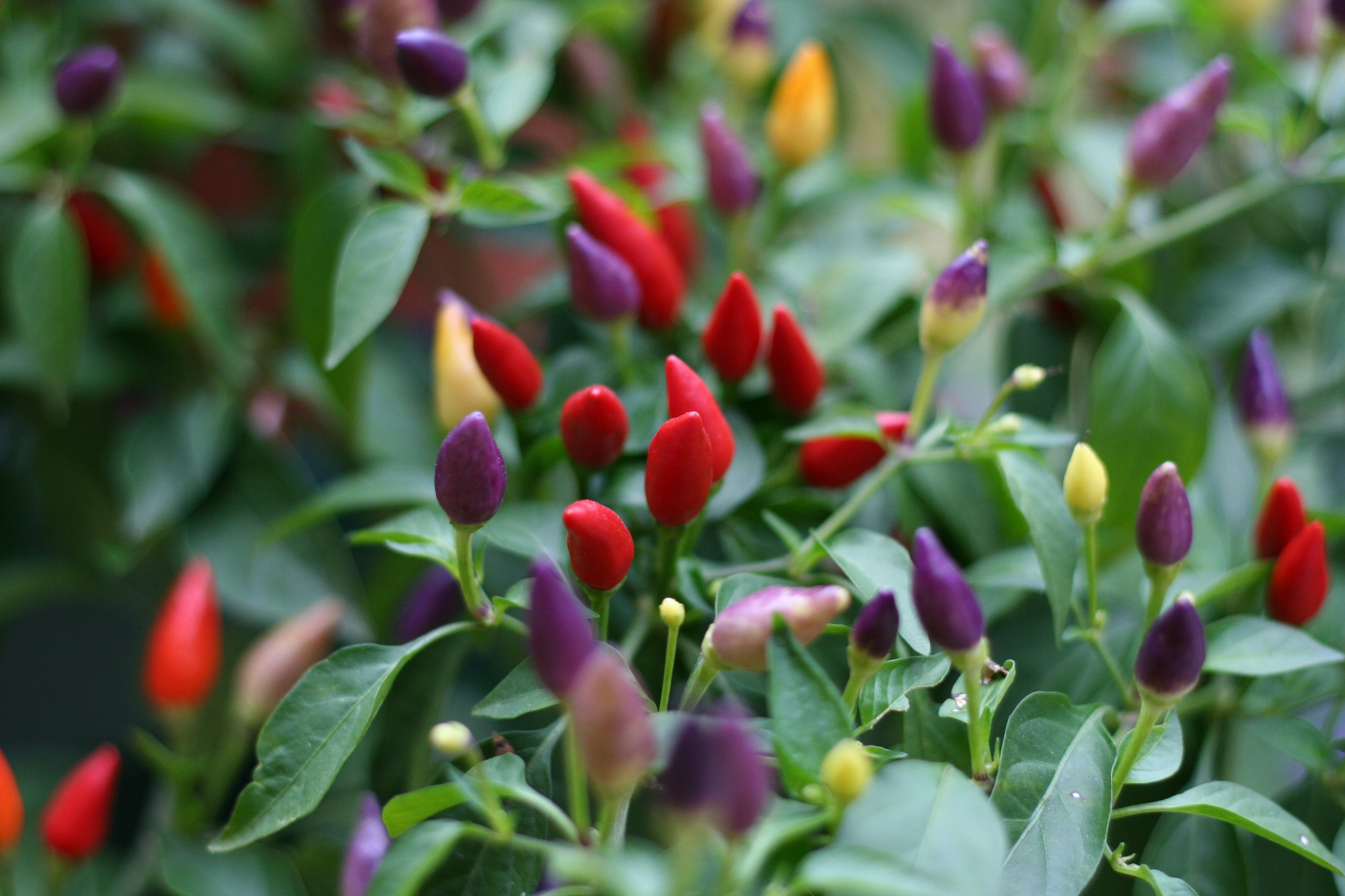 Photo by happyleptic