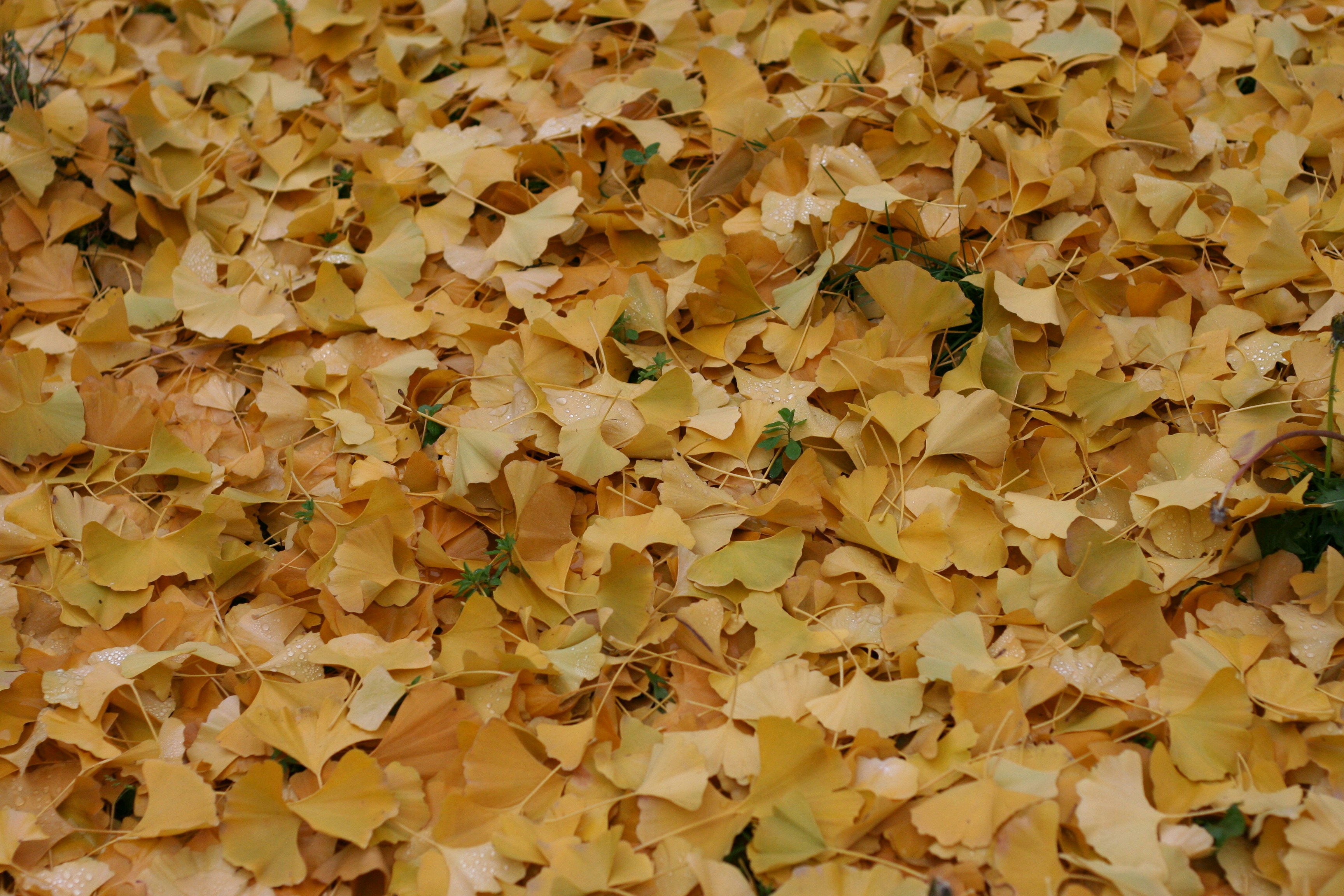 Photo by happyleptic