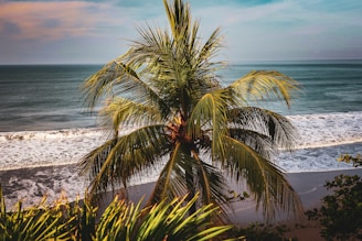 Palm tree stands tall at the beach.