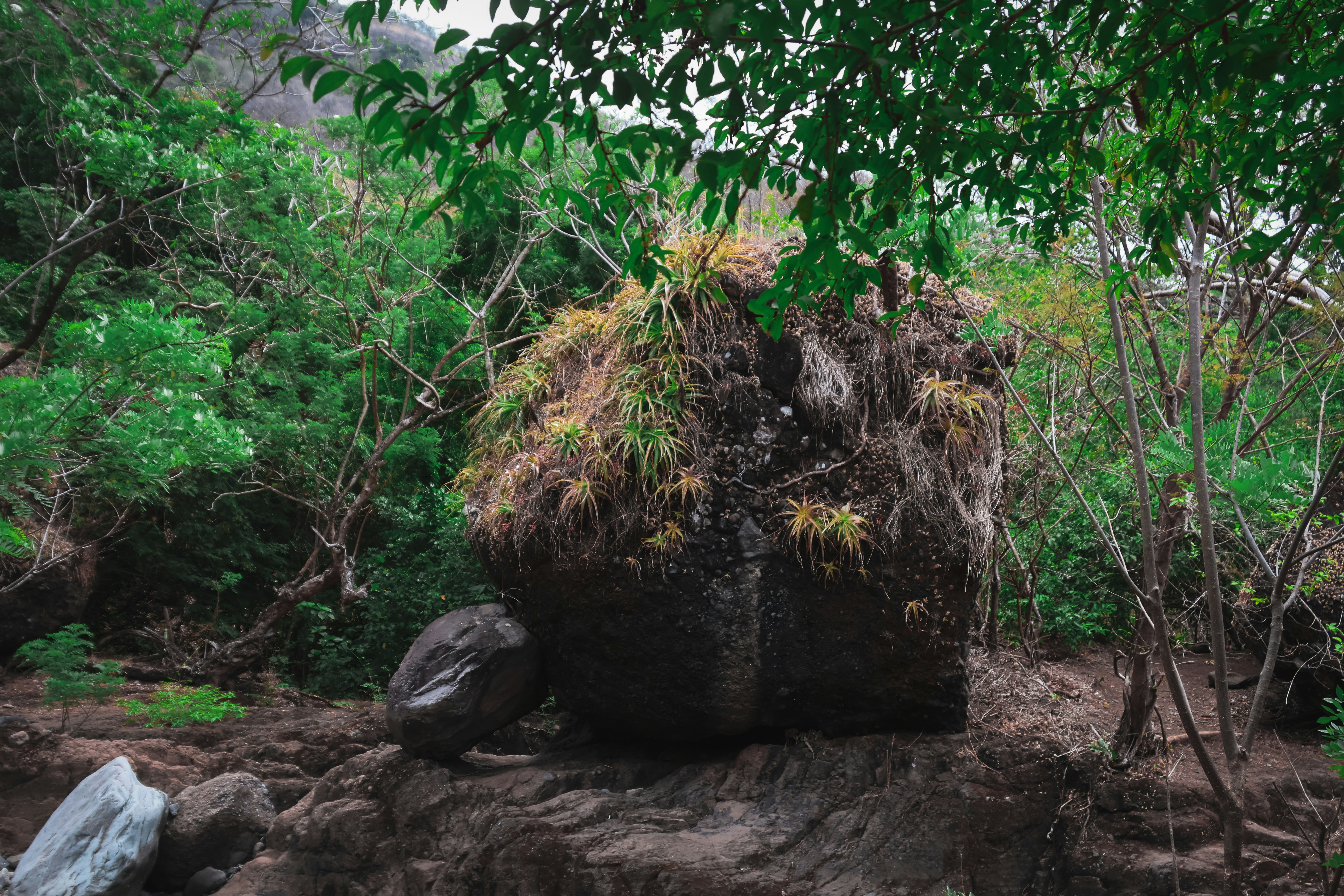 A large rock is covered in lush green vegetation.