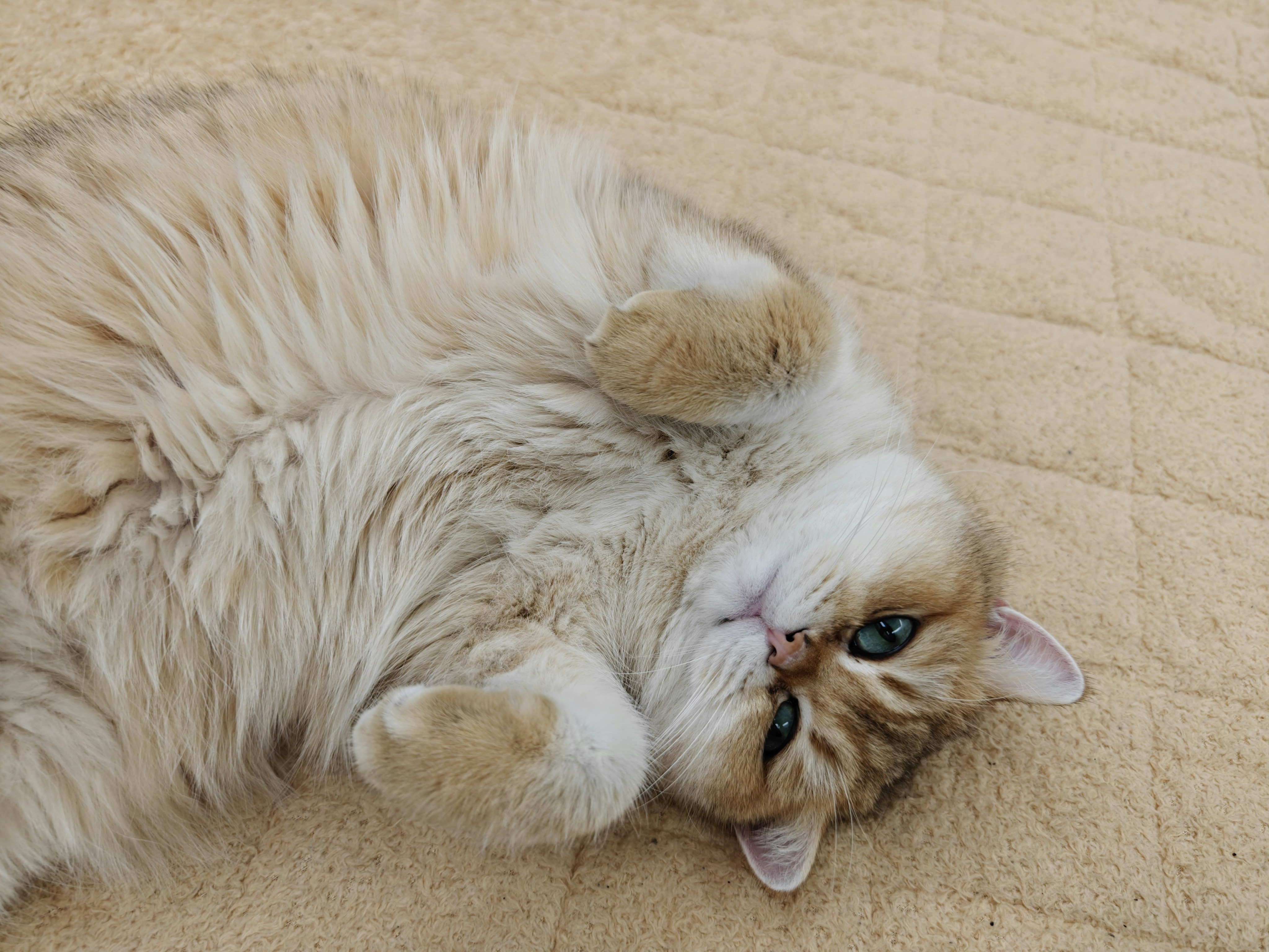 7. The Scottish Fold: The Sweet Surprise Artist (image credits: unsplash)