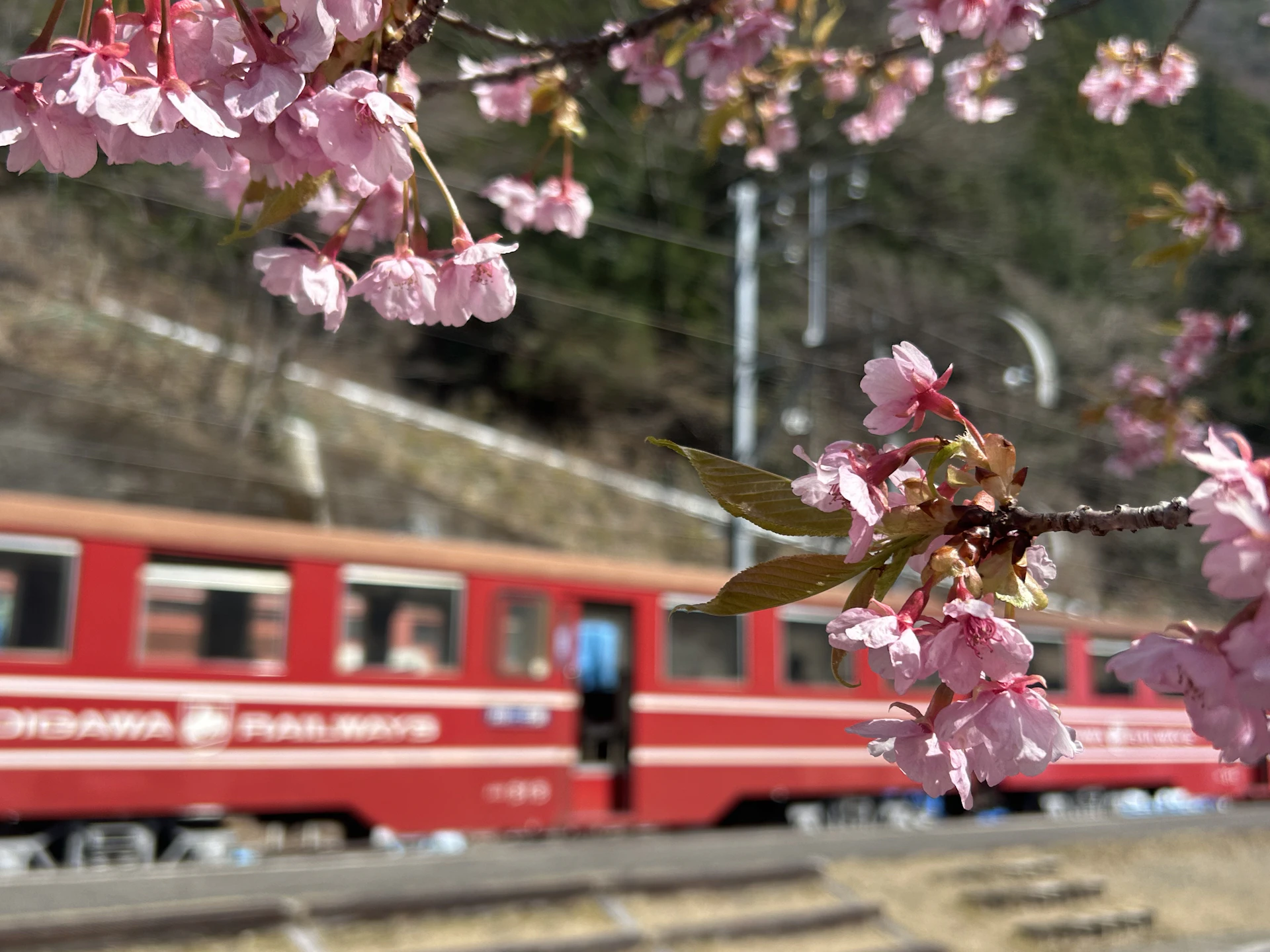 Cherry blossoms frame a red train in the spring.