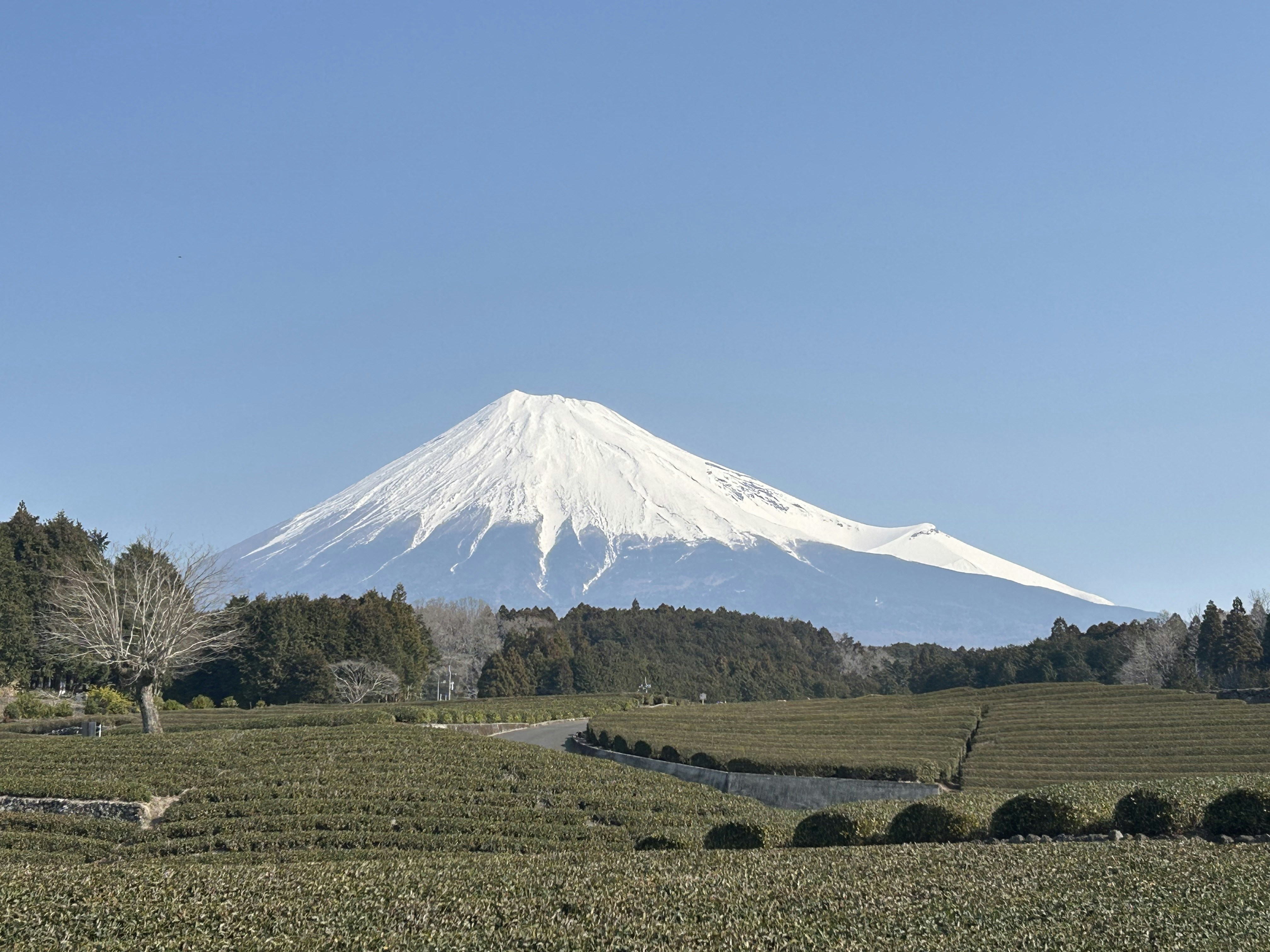 Mount fuji towers over a grassy field.