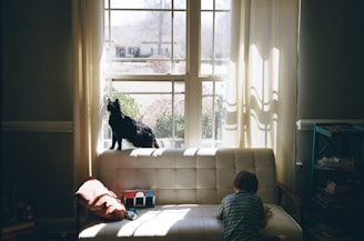 A black cat looks out the window.