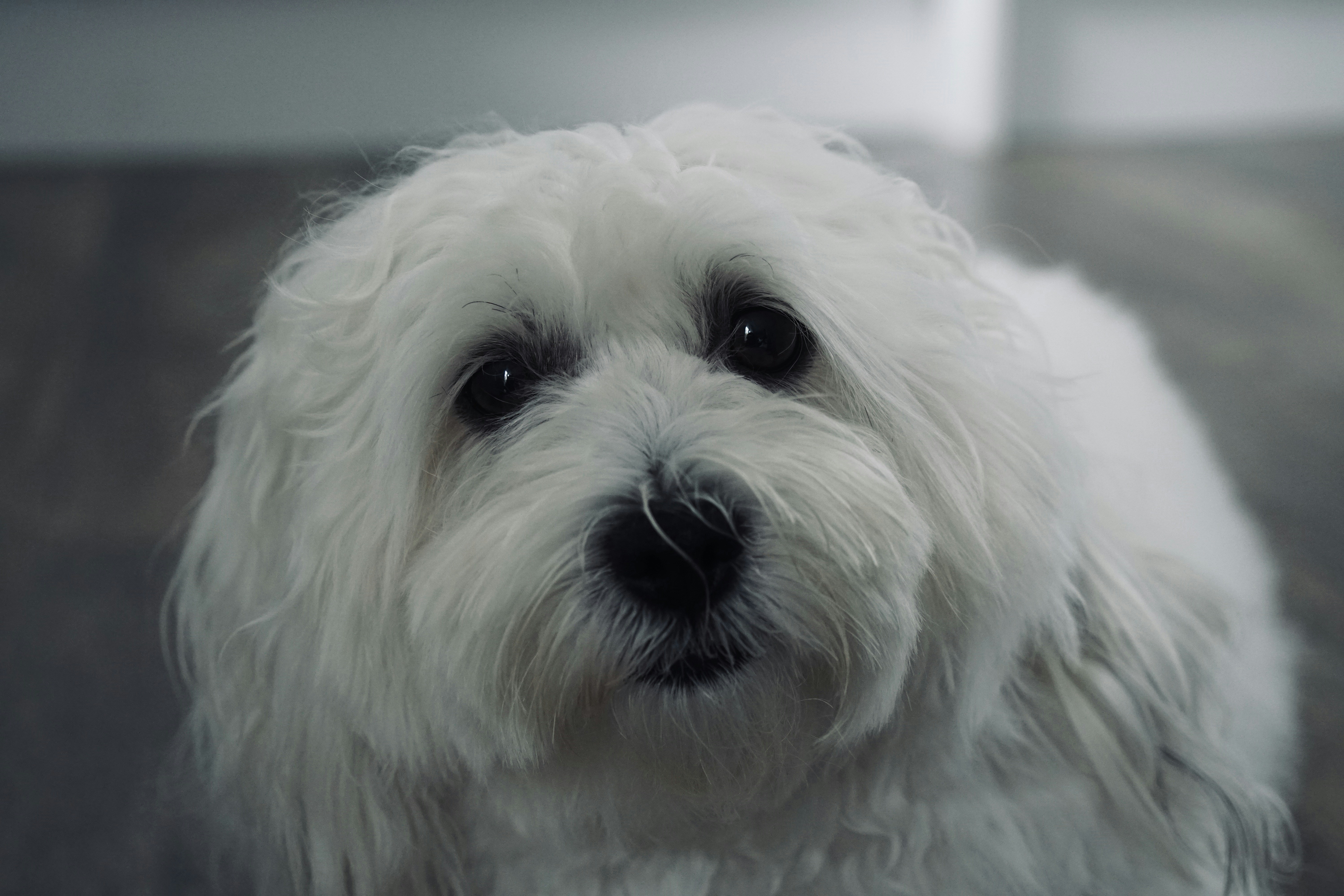 A cute white dog looks directly at the camera. photo – Free Dog Image ...