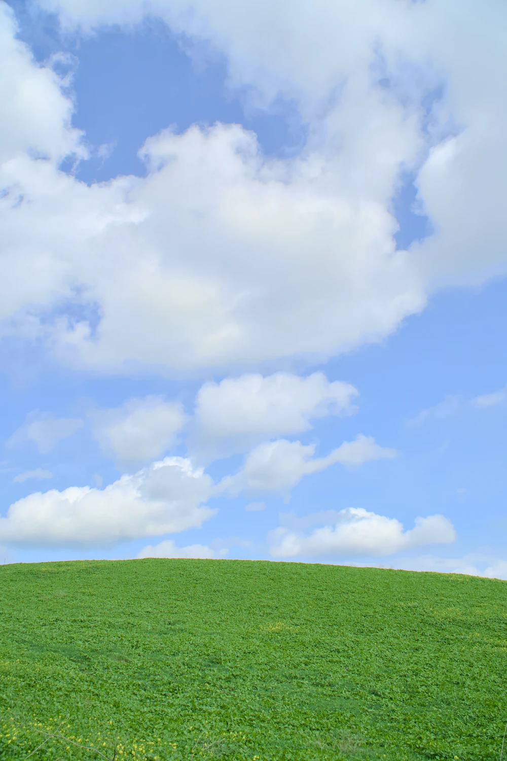 Green hillside under a bright blue sky, characteristic of Santa Barbara's South Coast