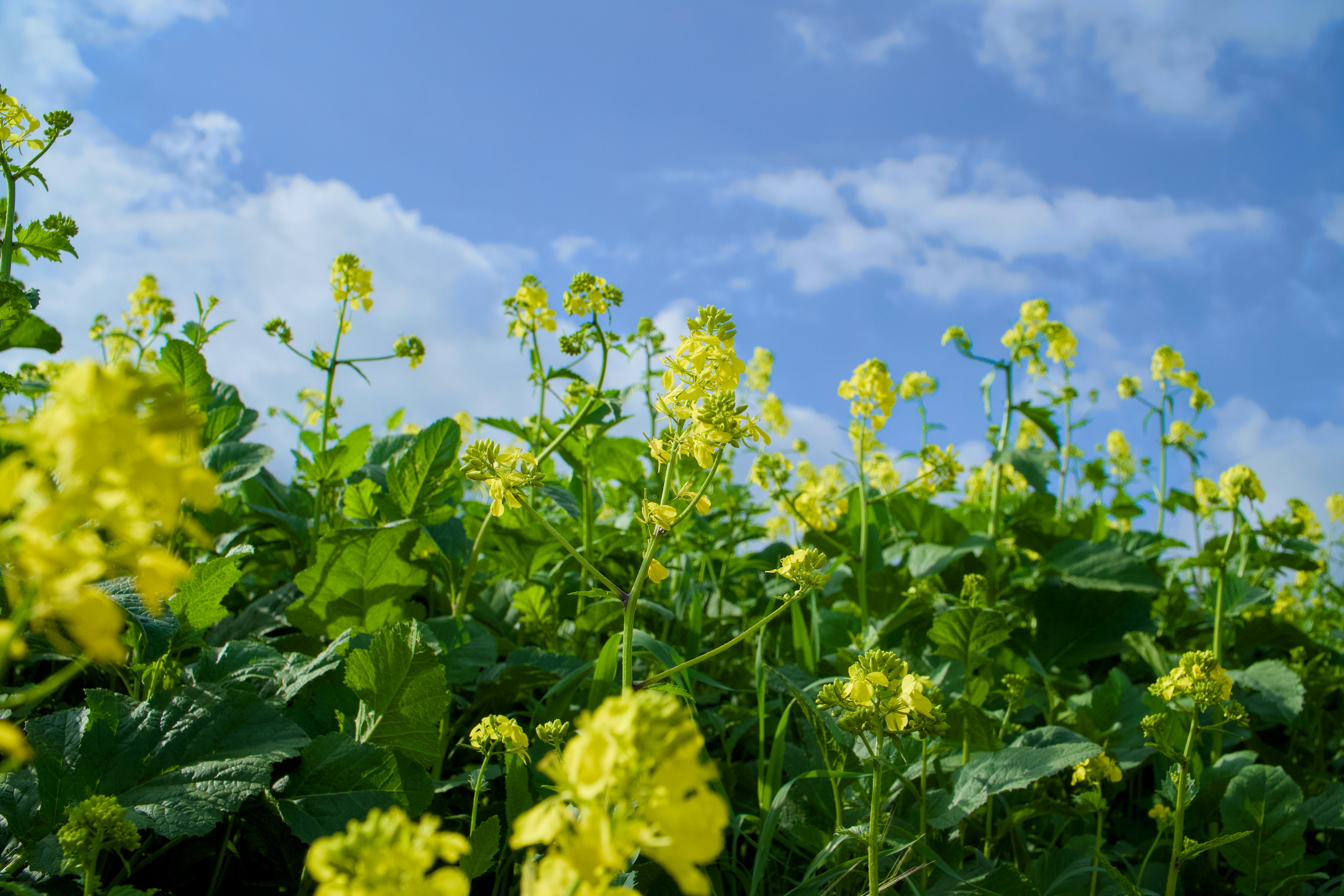 woman wearing yellow long-sleeved dress under white clouds and blue sky during daytime