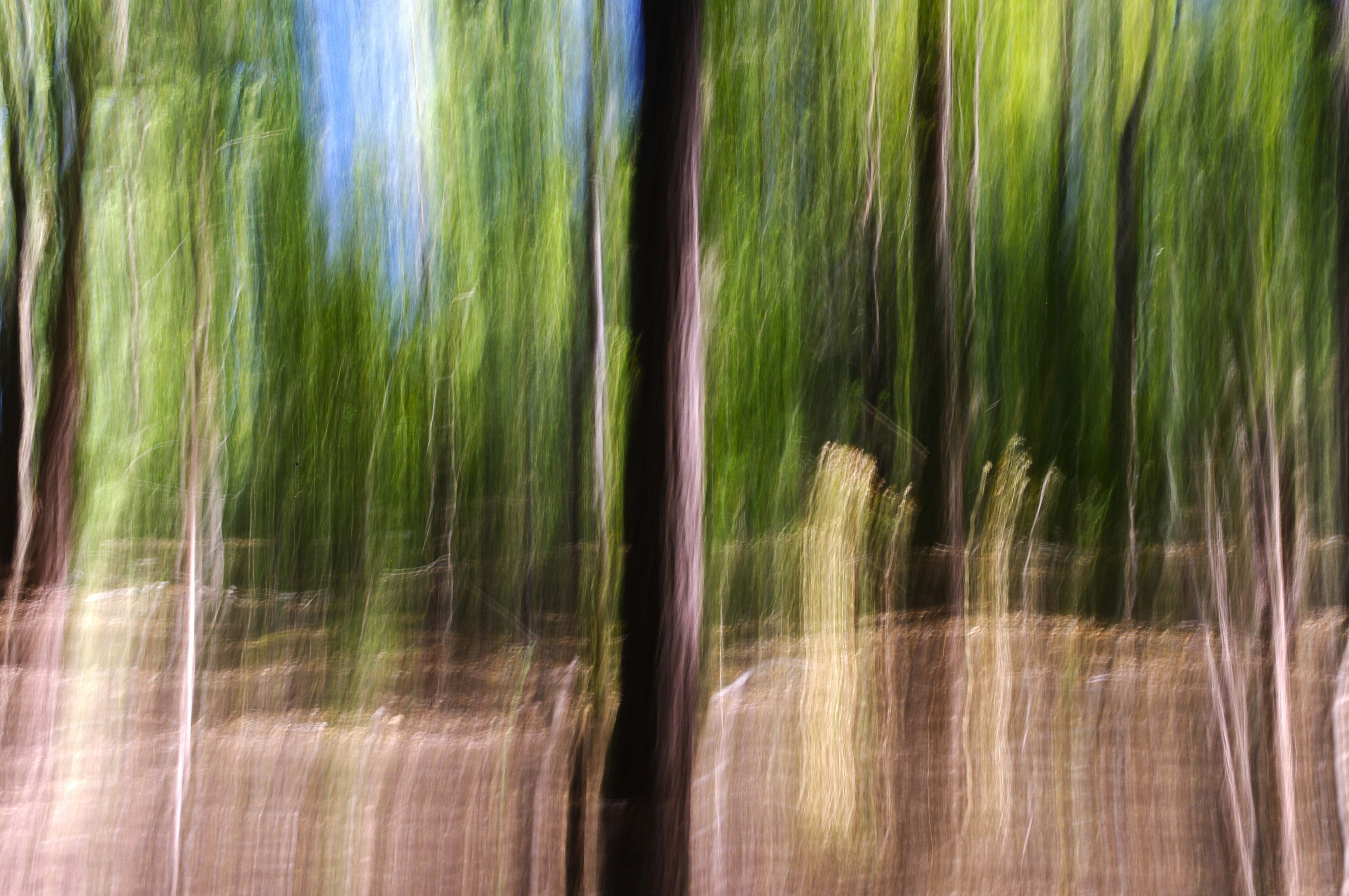 Blurred trees in a forest.