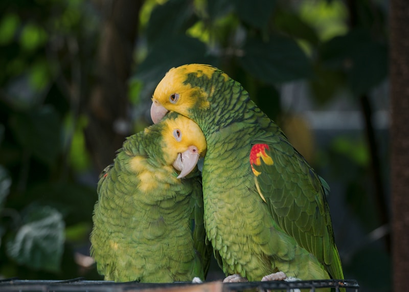 Parrots cuddling like devoted lovers