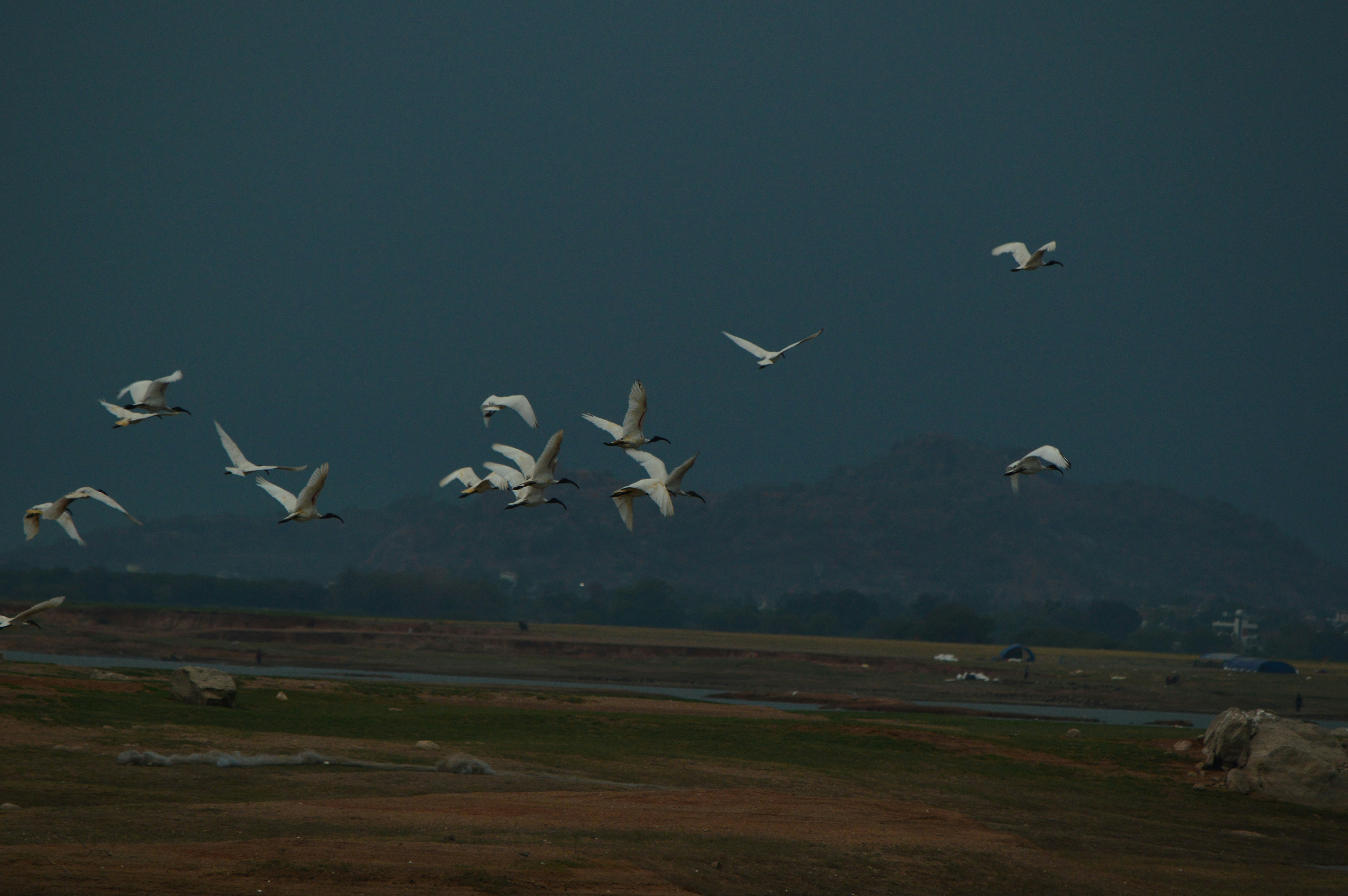 Les oiseaux volent dans un ciel sombre et couvert.