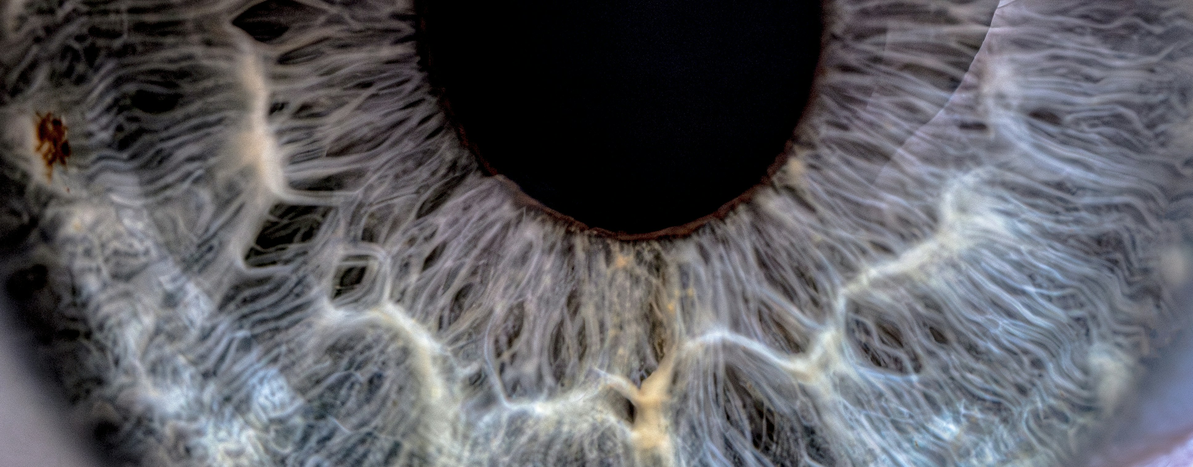 Close up of a Blue Grey Iris