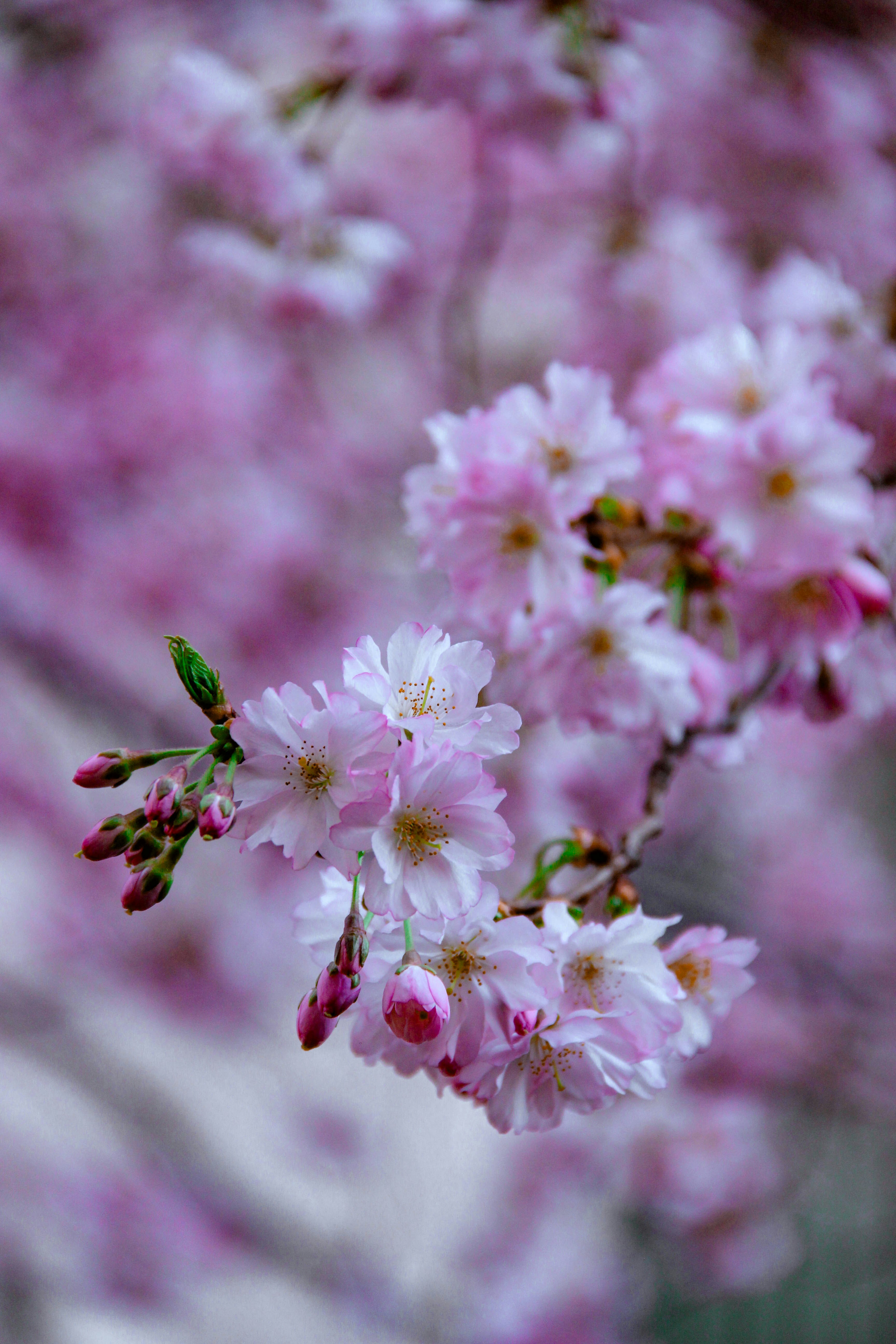 Photo by daniyarorazov