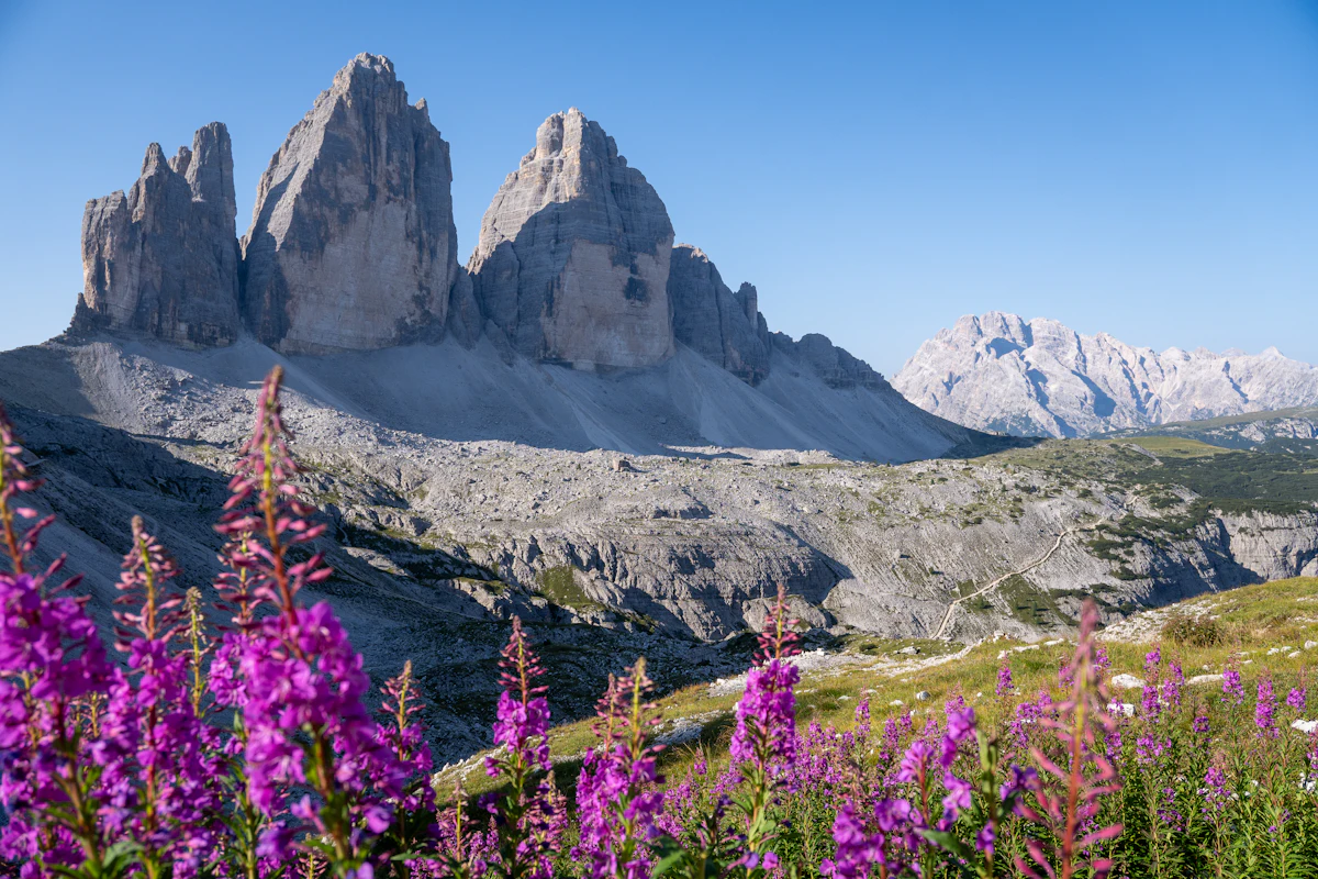 Pink fireweed in front of the Tre Cime di Lavaredo on a clear summer day