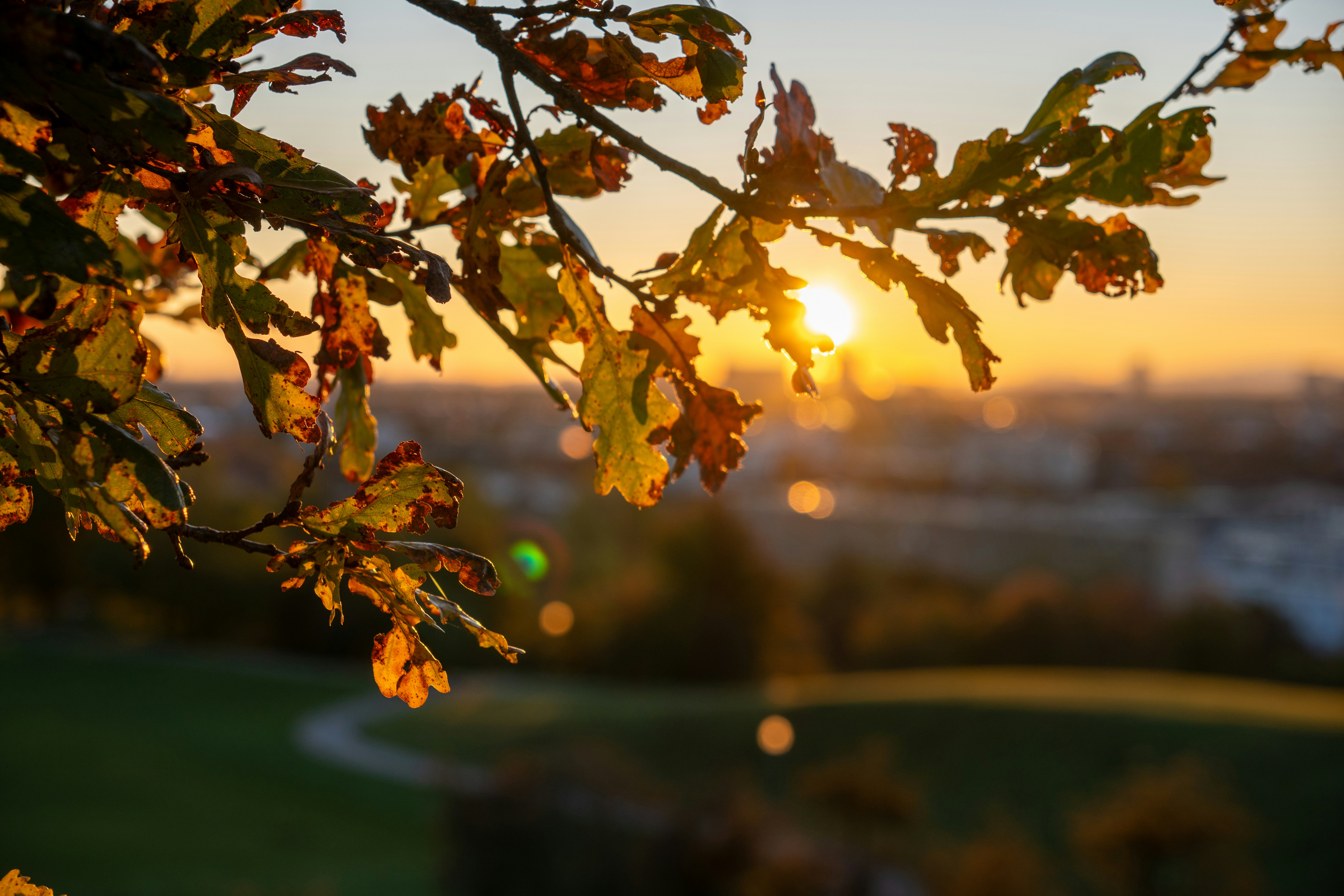 Autumn leaves frame the sunset over a city.